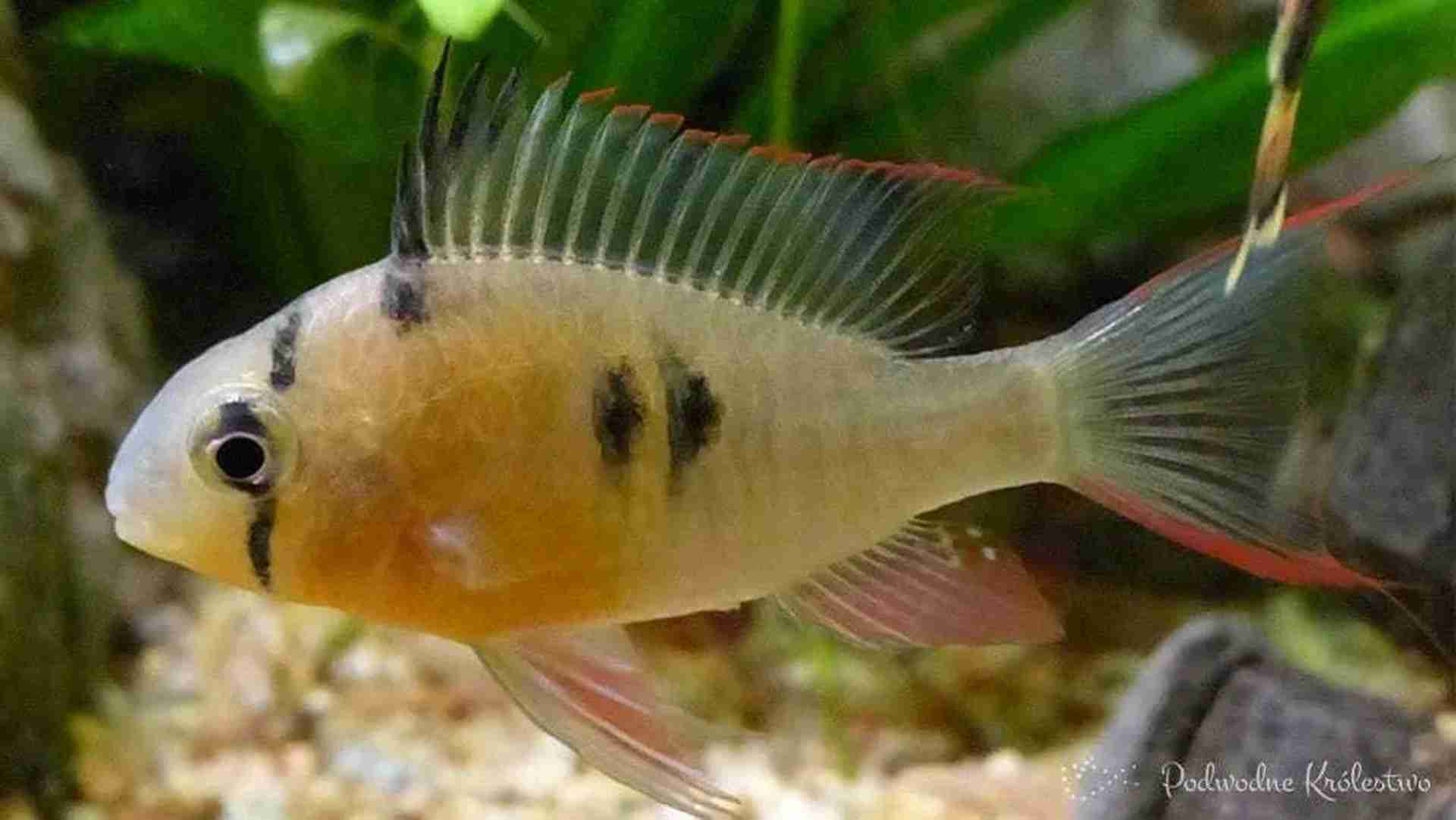 Pielęgniczka boliwijska (Mikrogeophagus altispinosus)