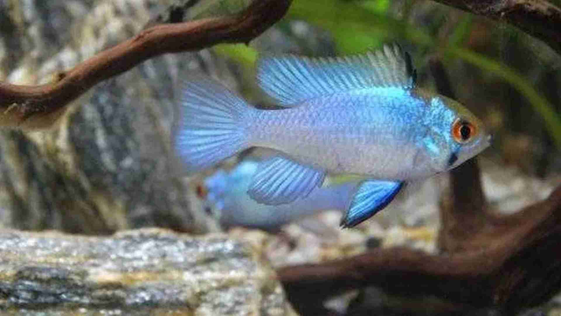 Ramireza Electric blue. Cetarius