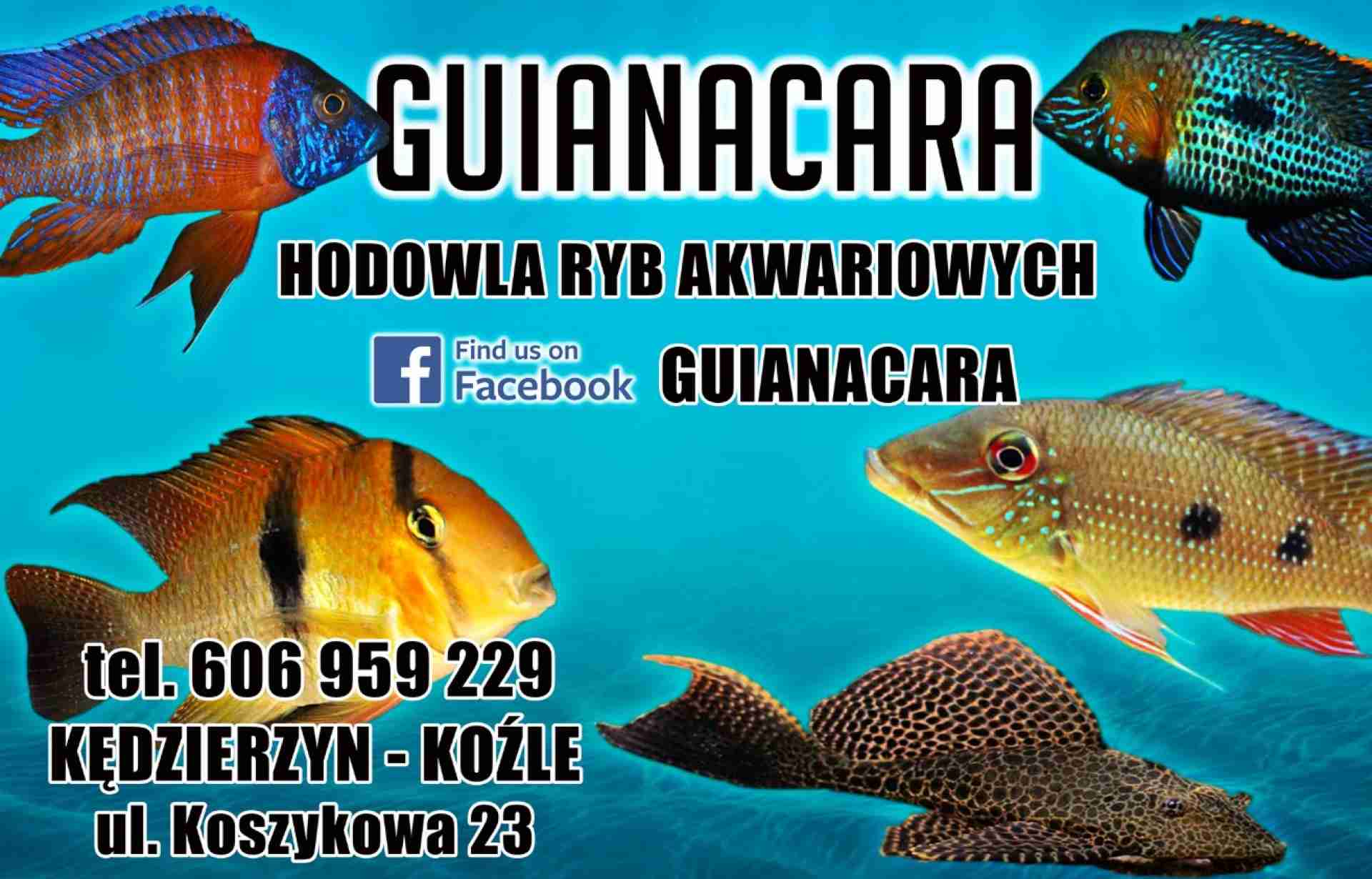 Hodowla ryb akwariowych " Guianacara"