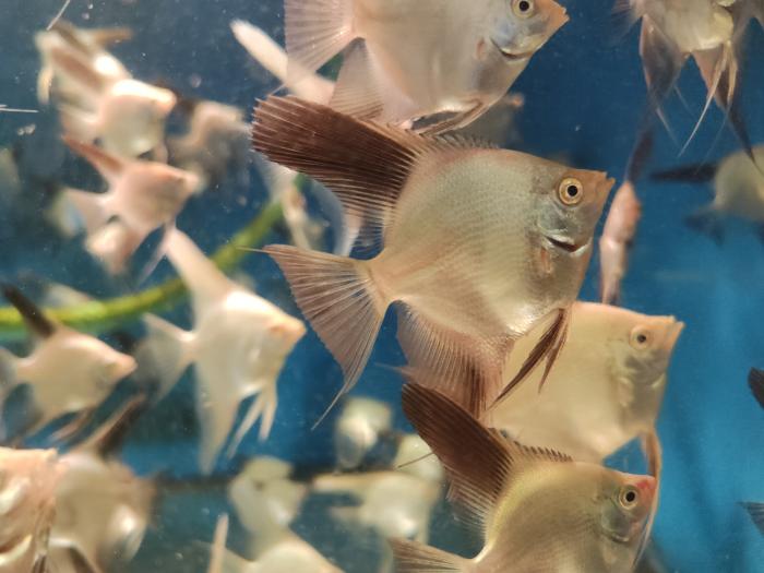 skalar ,,Bulgarian green""