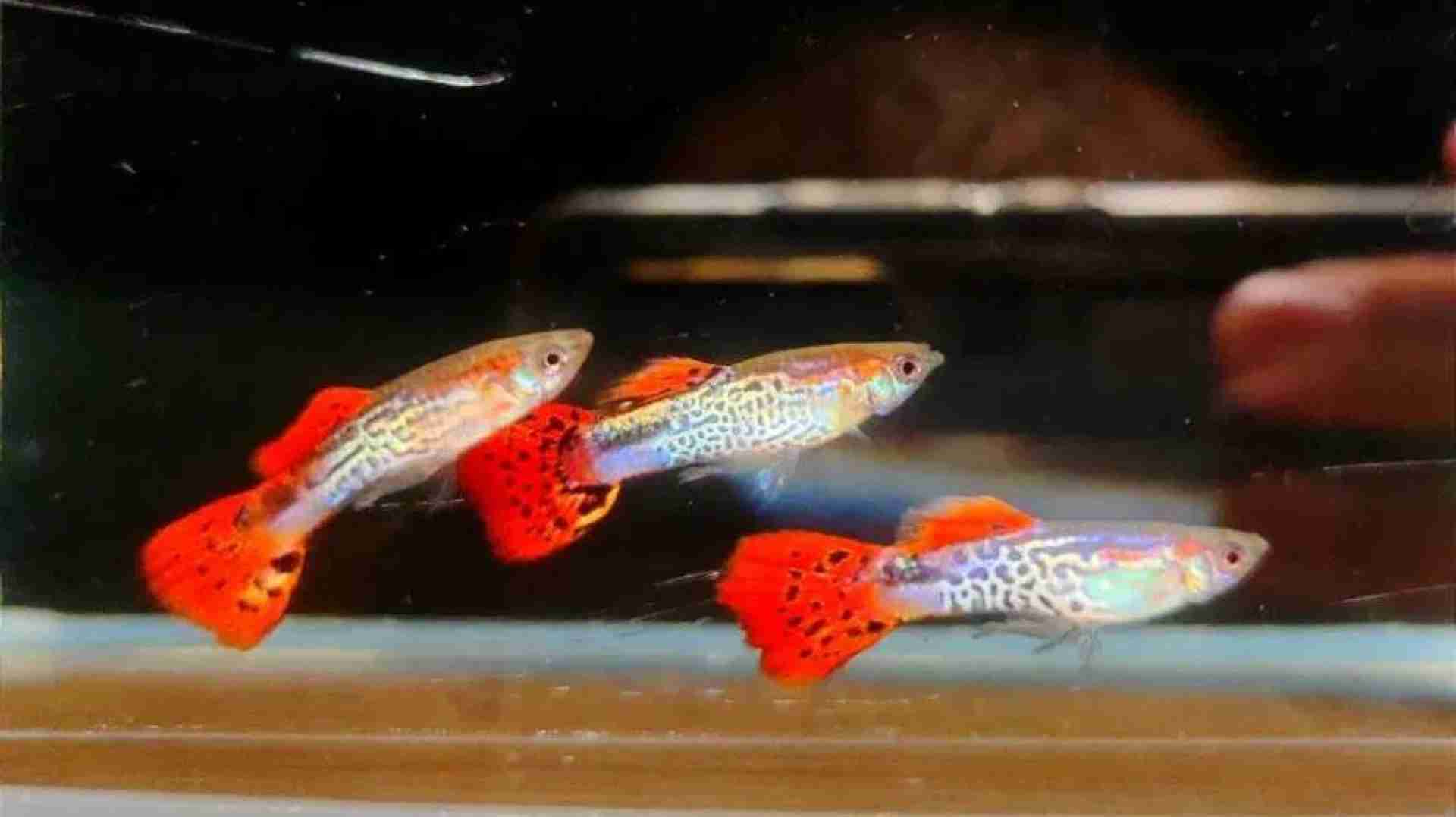 Gupik red cobra tuxedo dorosła Para. Cetarius
