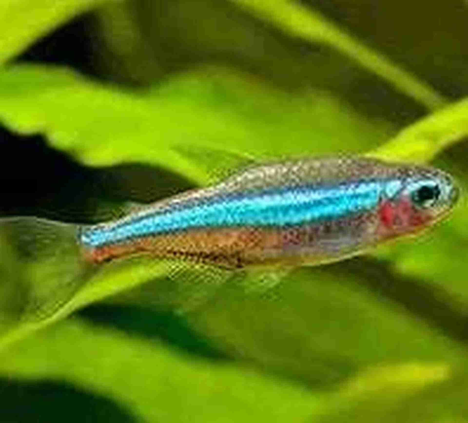 Neon zielony (Paracheirodon simulans). Cetarius