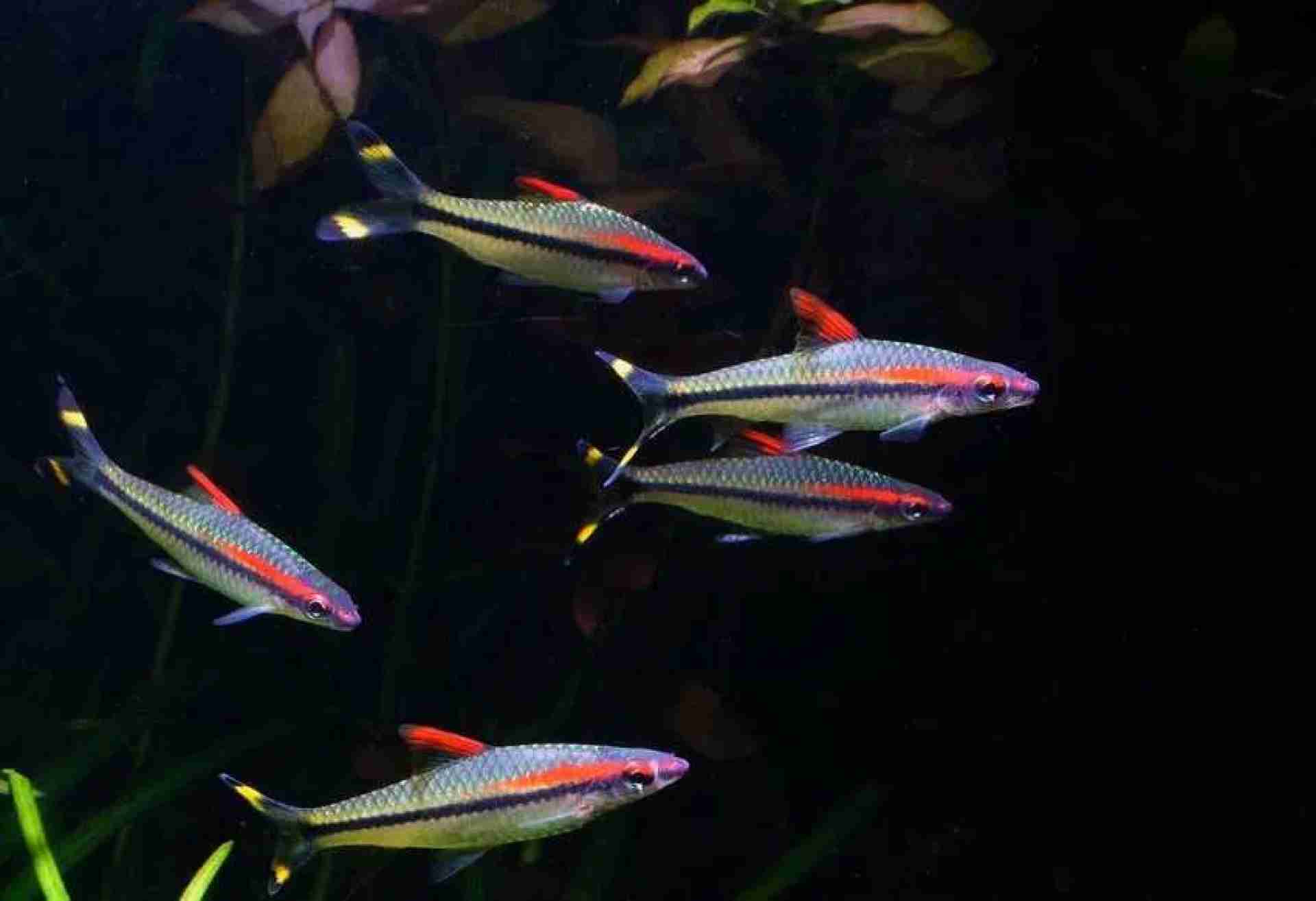Brzanka Denisona. Cetarius