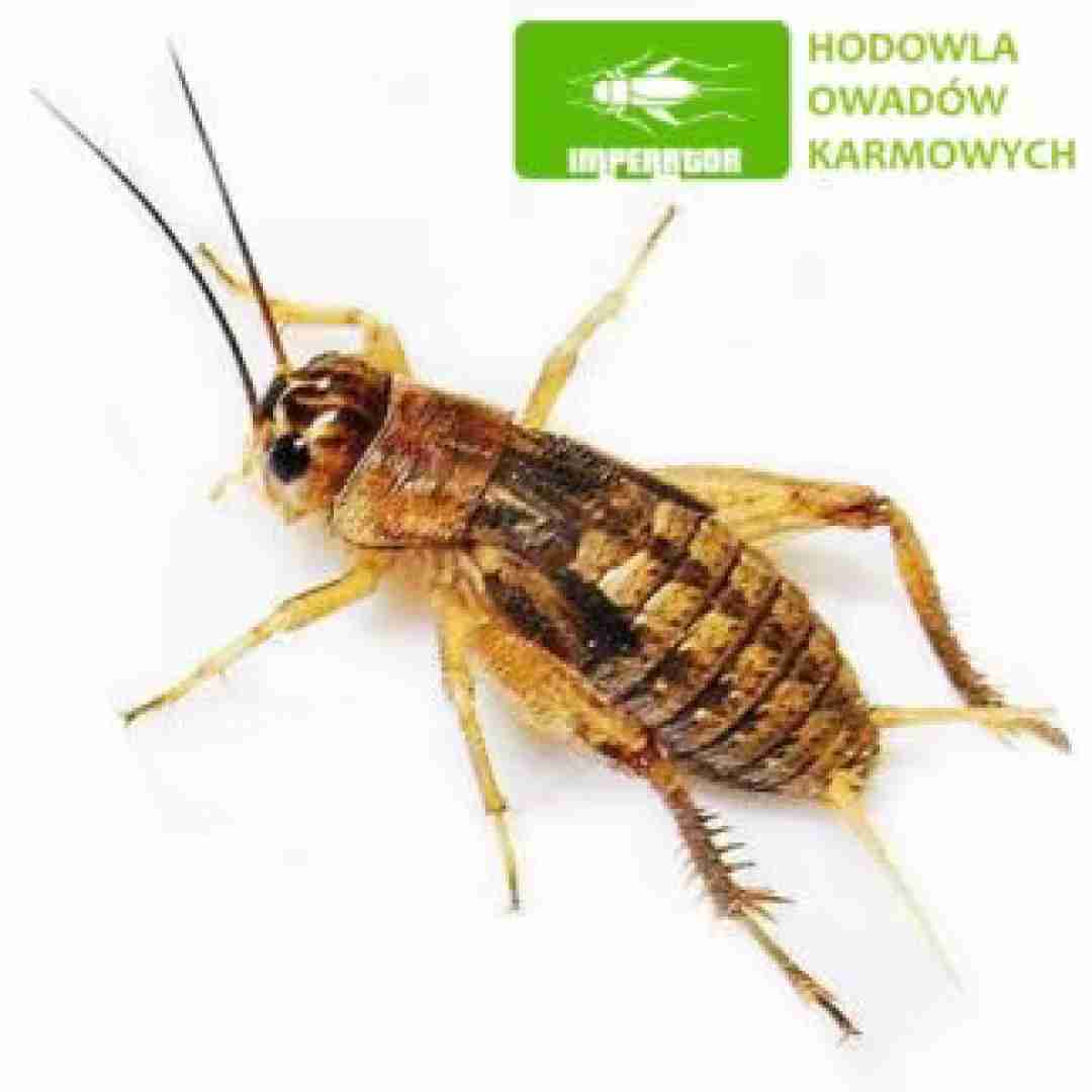 Świerszcze kubańskie ( 1 – 1,5 cm ) średnie 100 szt.