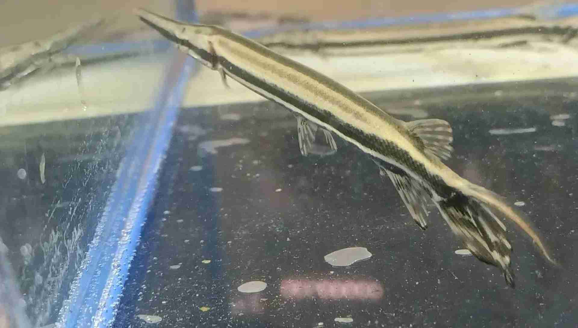 Niszczuka krokodyla (Atractosteus spatula). Cetarius