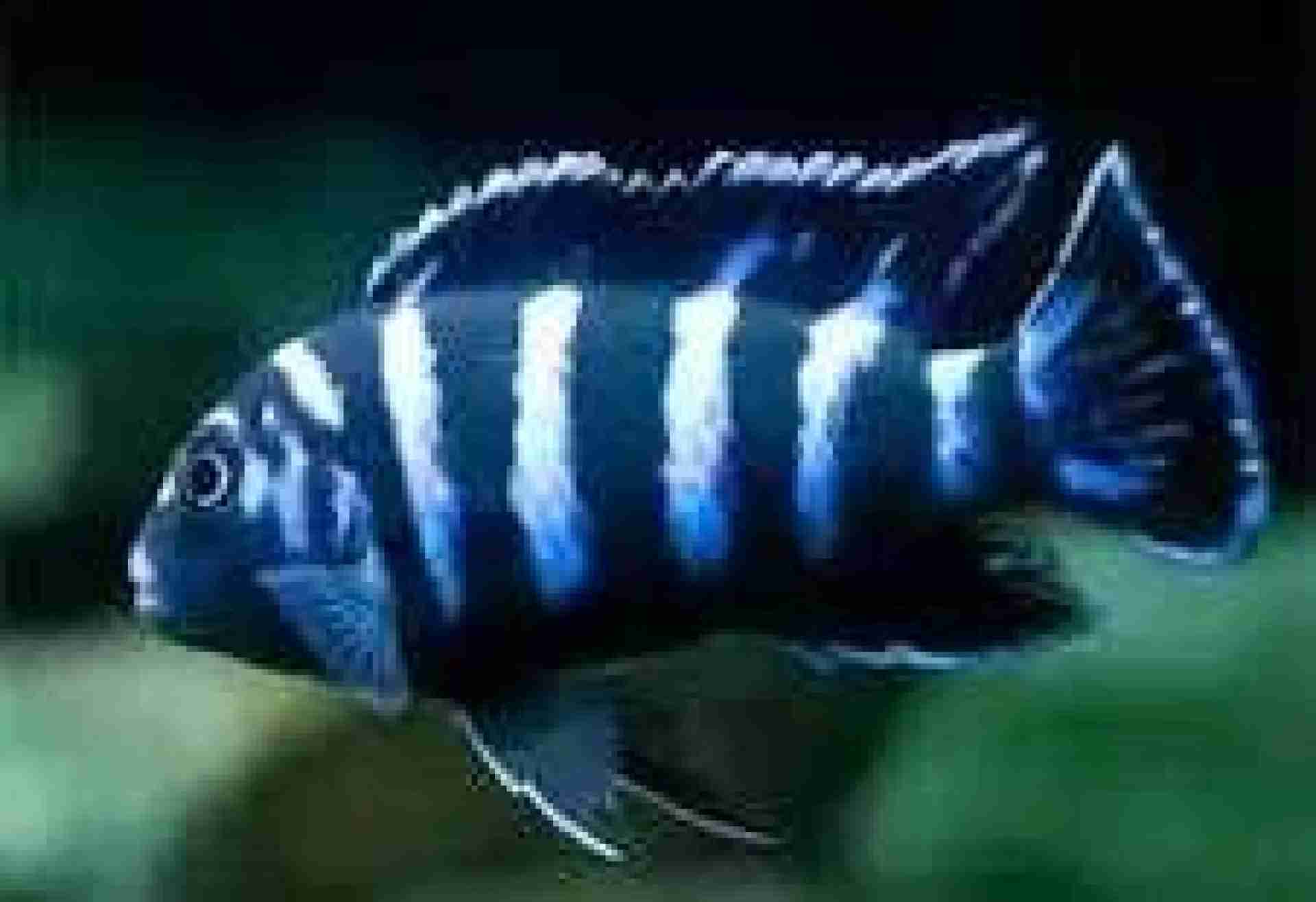 Pyszczak hełmiasty (Cyphotilapia frontosa). Cetarius