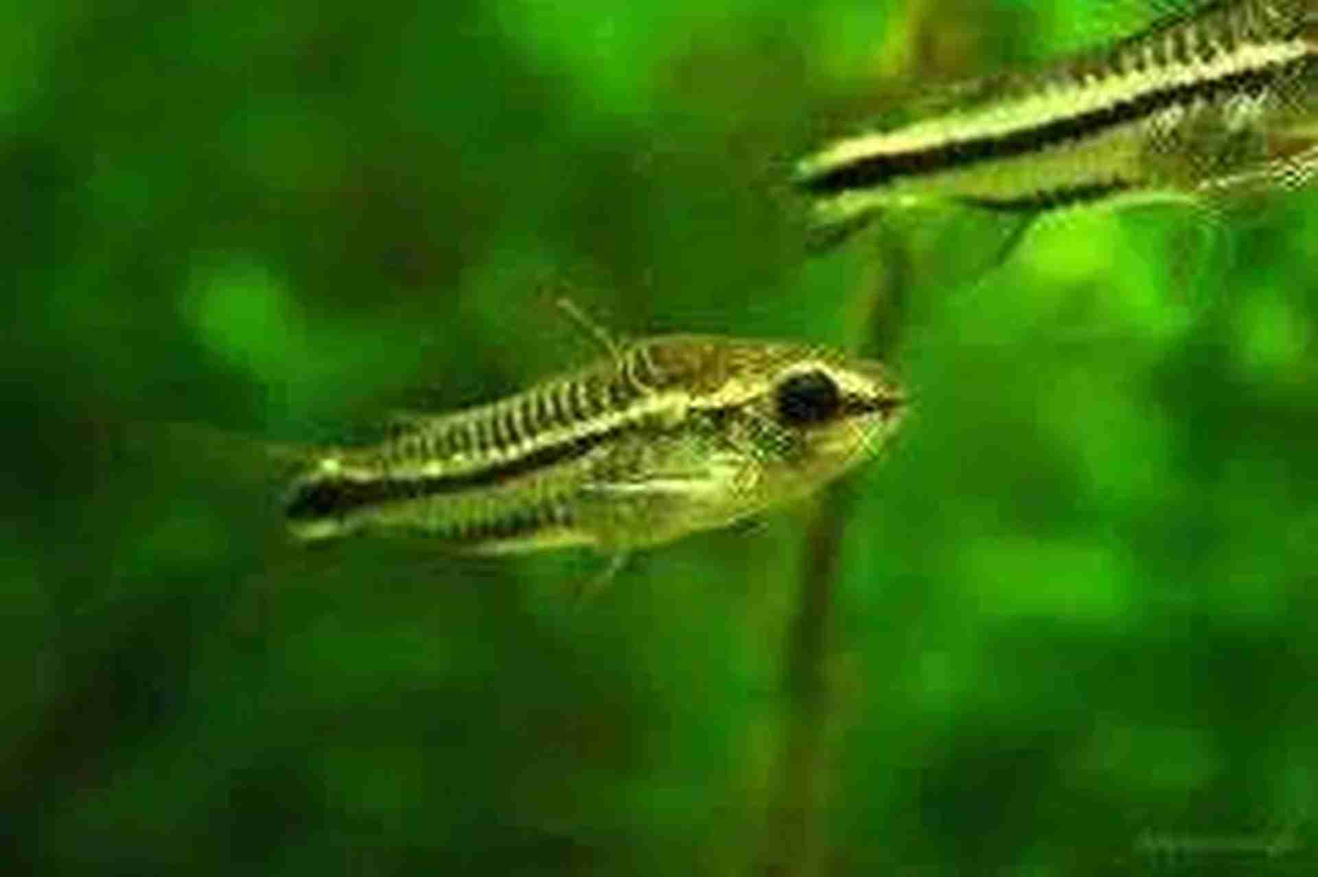 Promocja Kirys pigmej (Corydoras pygmaeus)