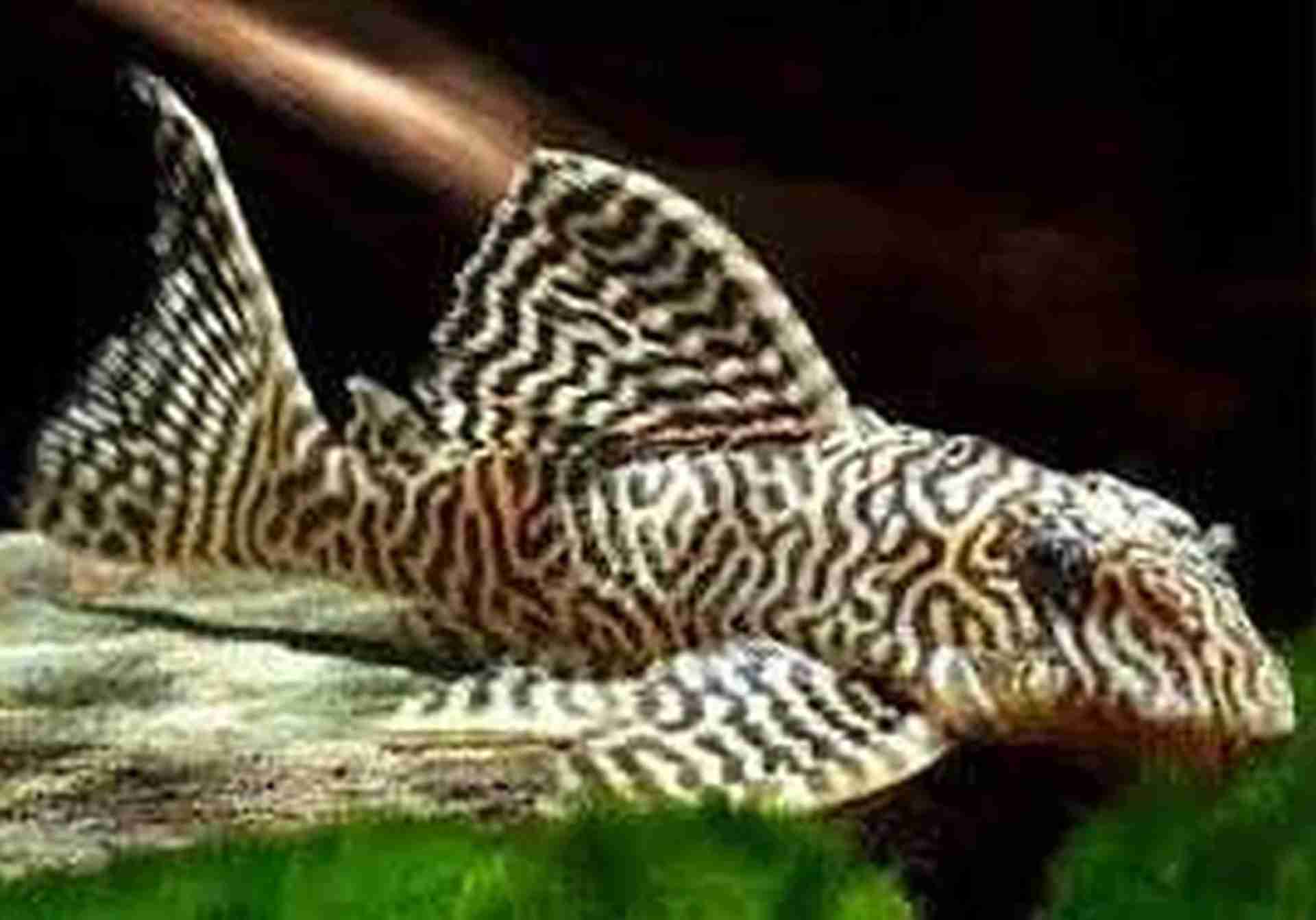Zbrojnik L66 Hypancistrus 7cm-8cm. Cetarius