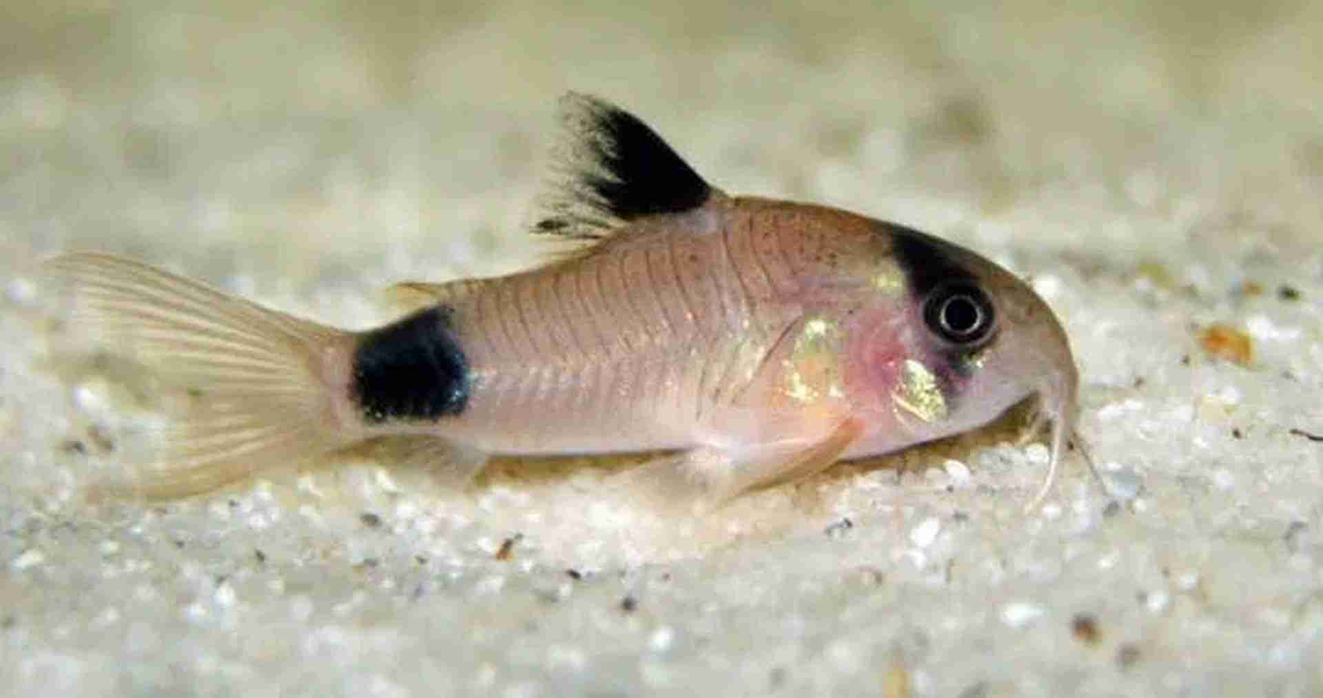 Promocja Kirys panda, Corydoras Panda. Cetarius