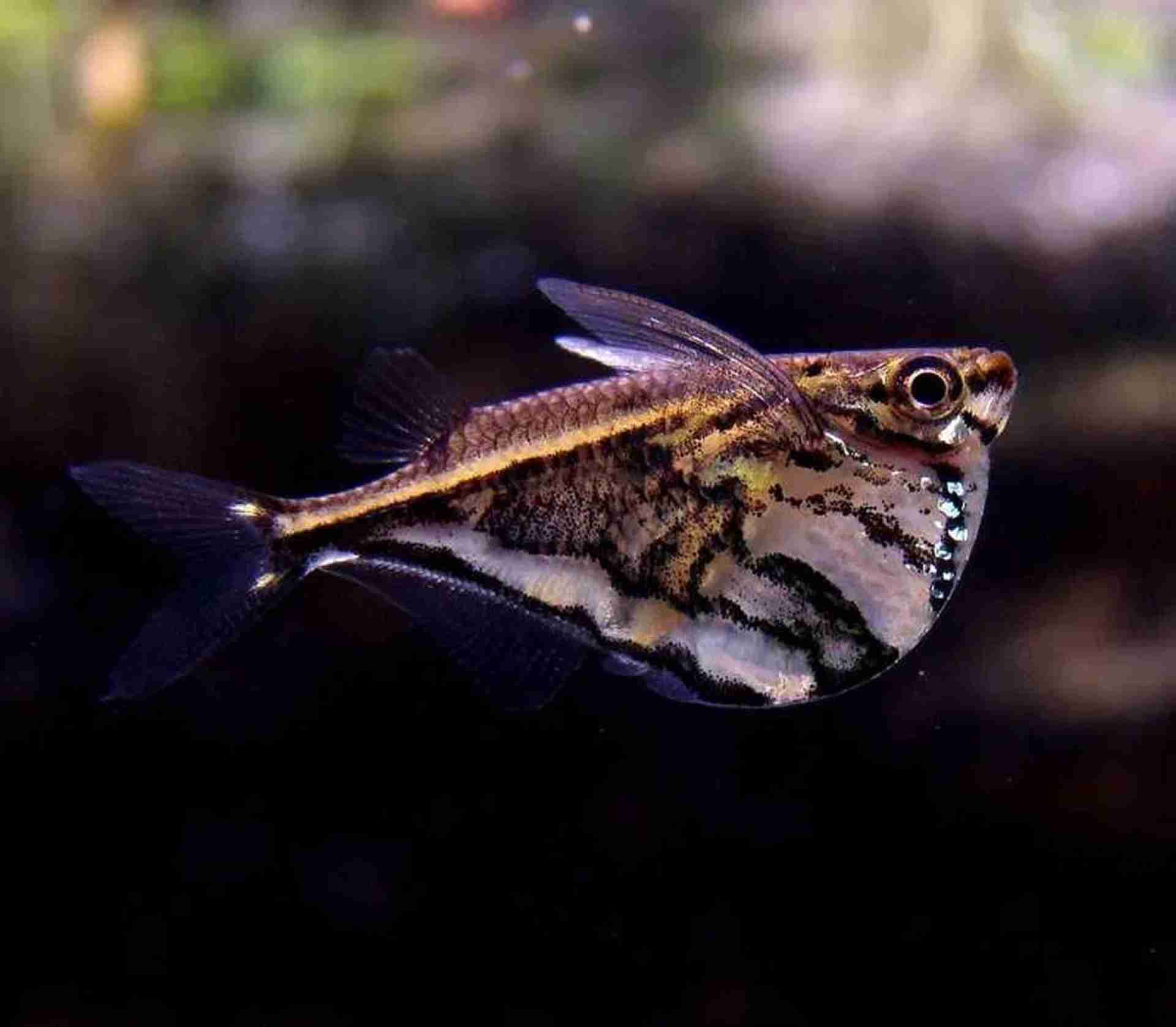 Pstrążenica marmurkowana - Marbled hatchetfish - (Carnegiella strigata). Cetarius