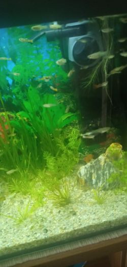 Gupiki endlera