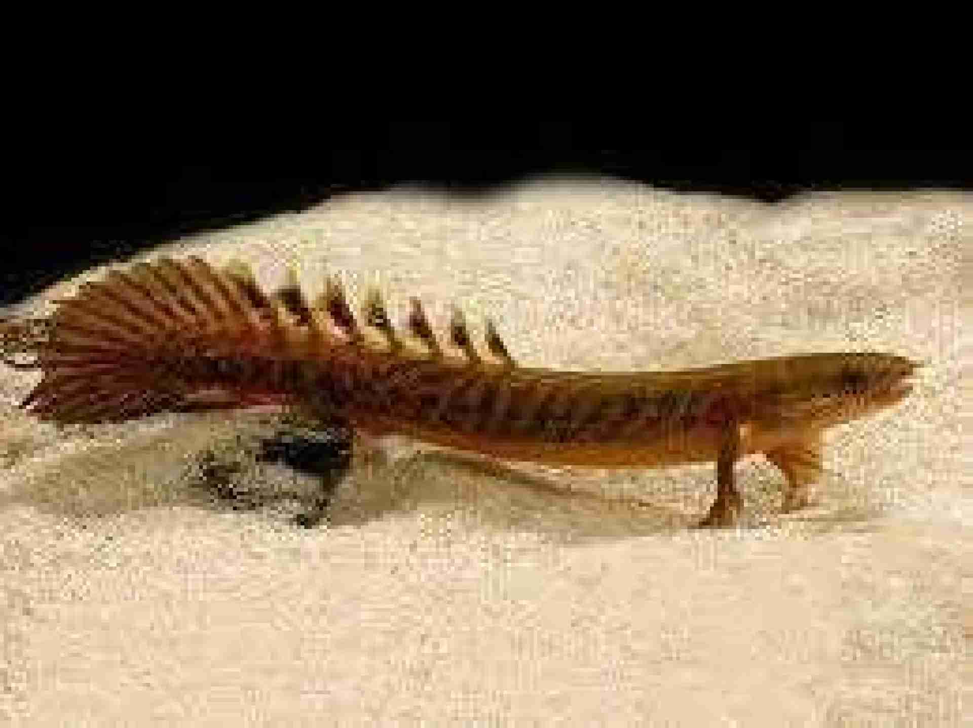 Wielkopłetwiec Polypterus teugelsi. Cetarius