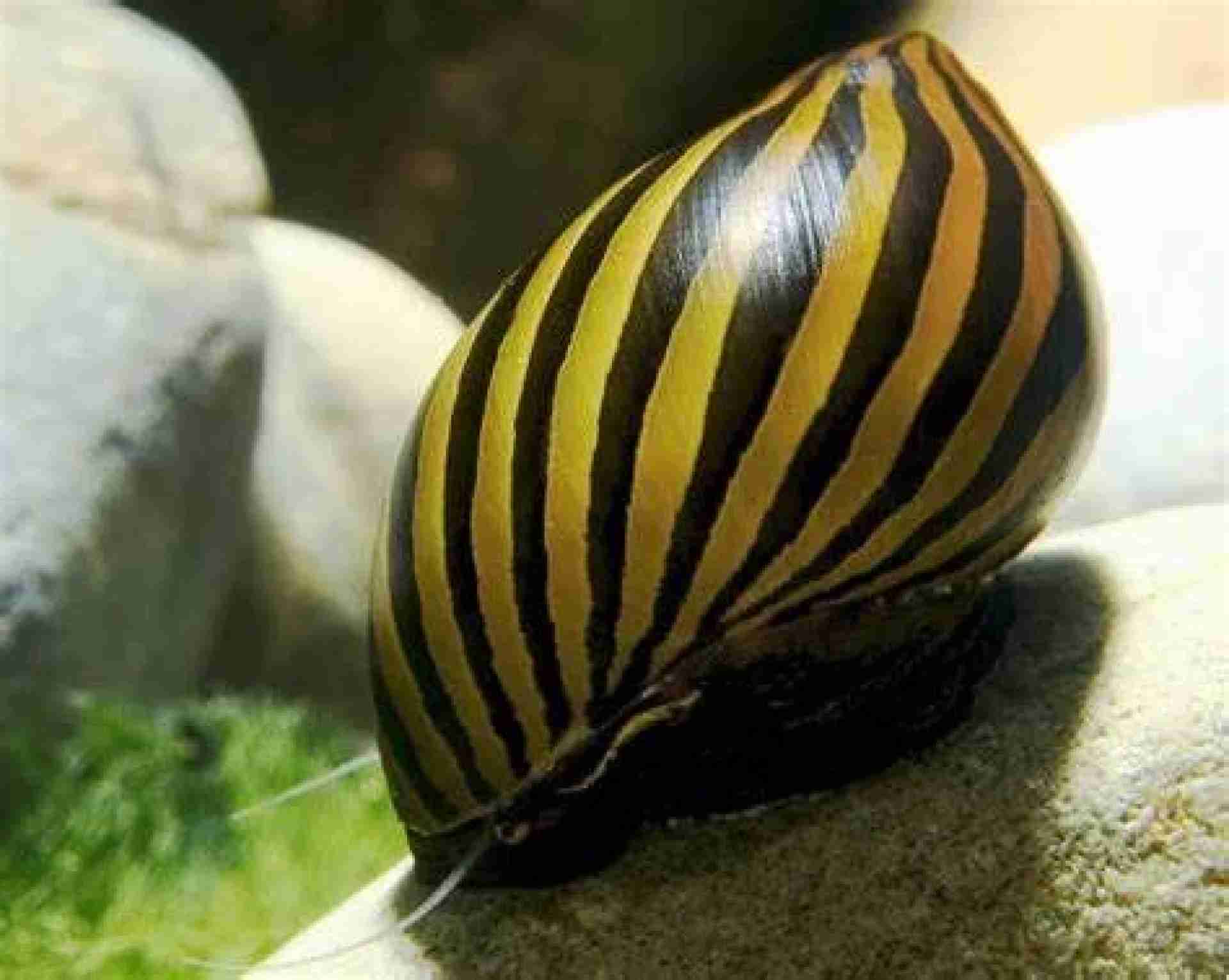 Ślimak Neritina Zebra. Cetarius