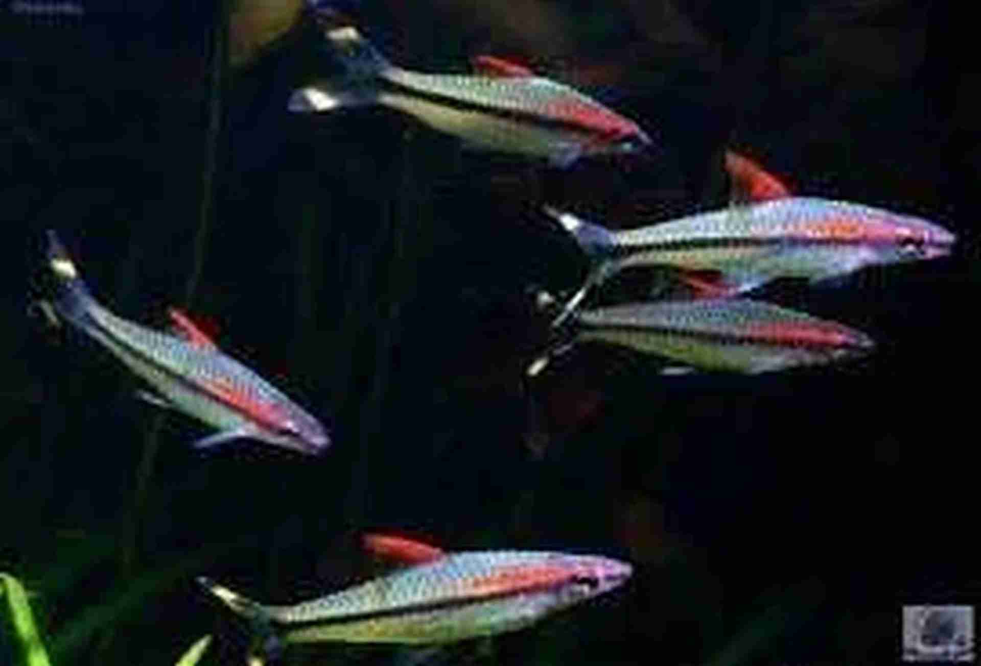 Promocja Brzanka Denisona (Sahyadria denisonii)
