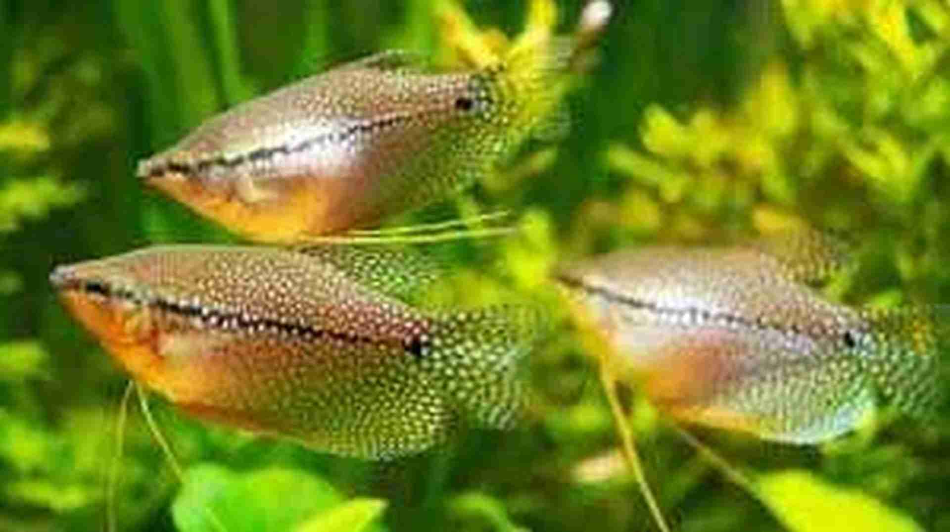 Pearl gourami (Gurami mozaikowy). Cetarius