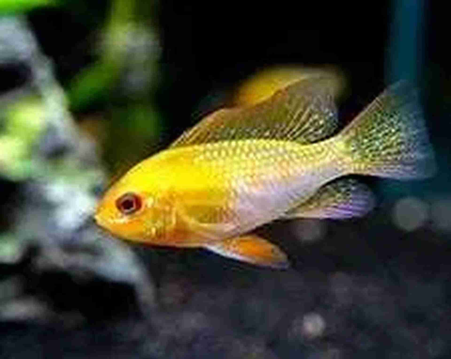 Pielęgniczka Ramireza GOLD złota - (Microgeophagus ramirezi). Cetarius