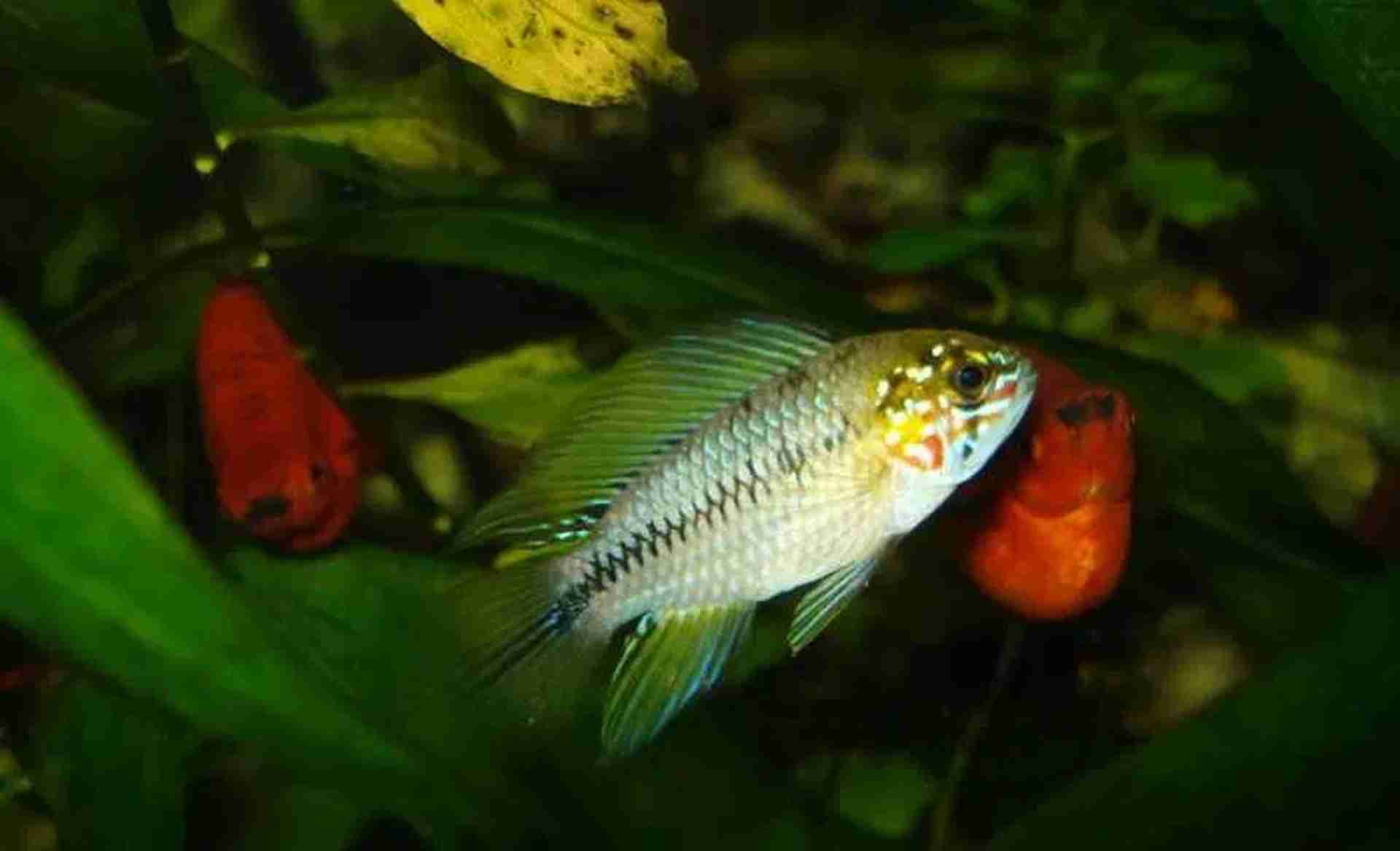 Pielęgniczka borelli opal (Apistogramma borellii opal). Cetarius
