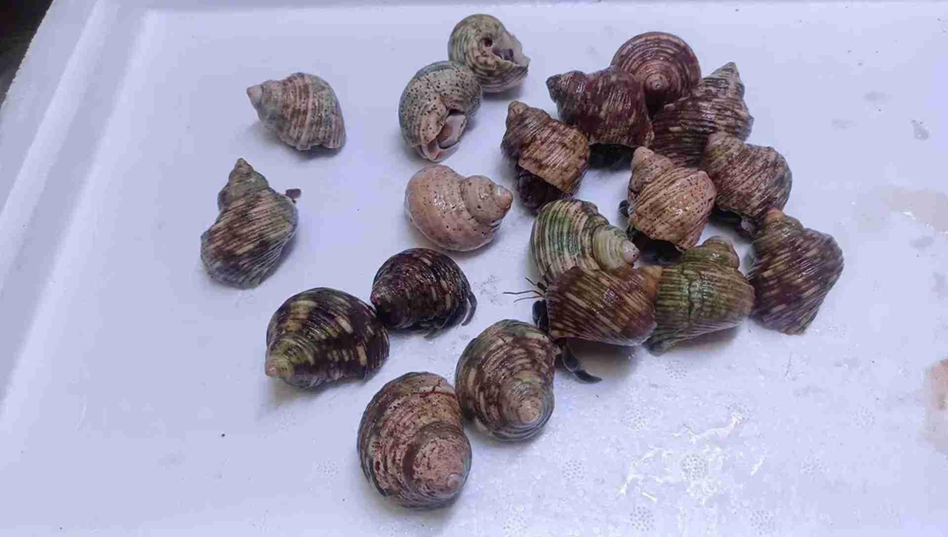 Krab pustelnik Coenobita violascens. Cetarius