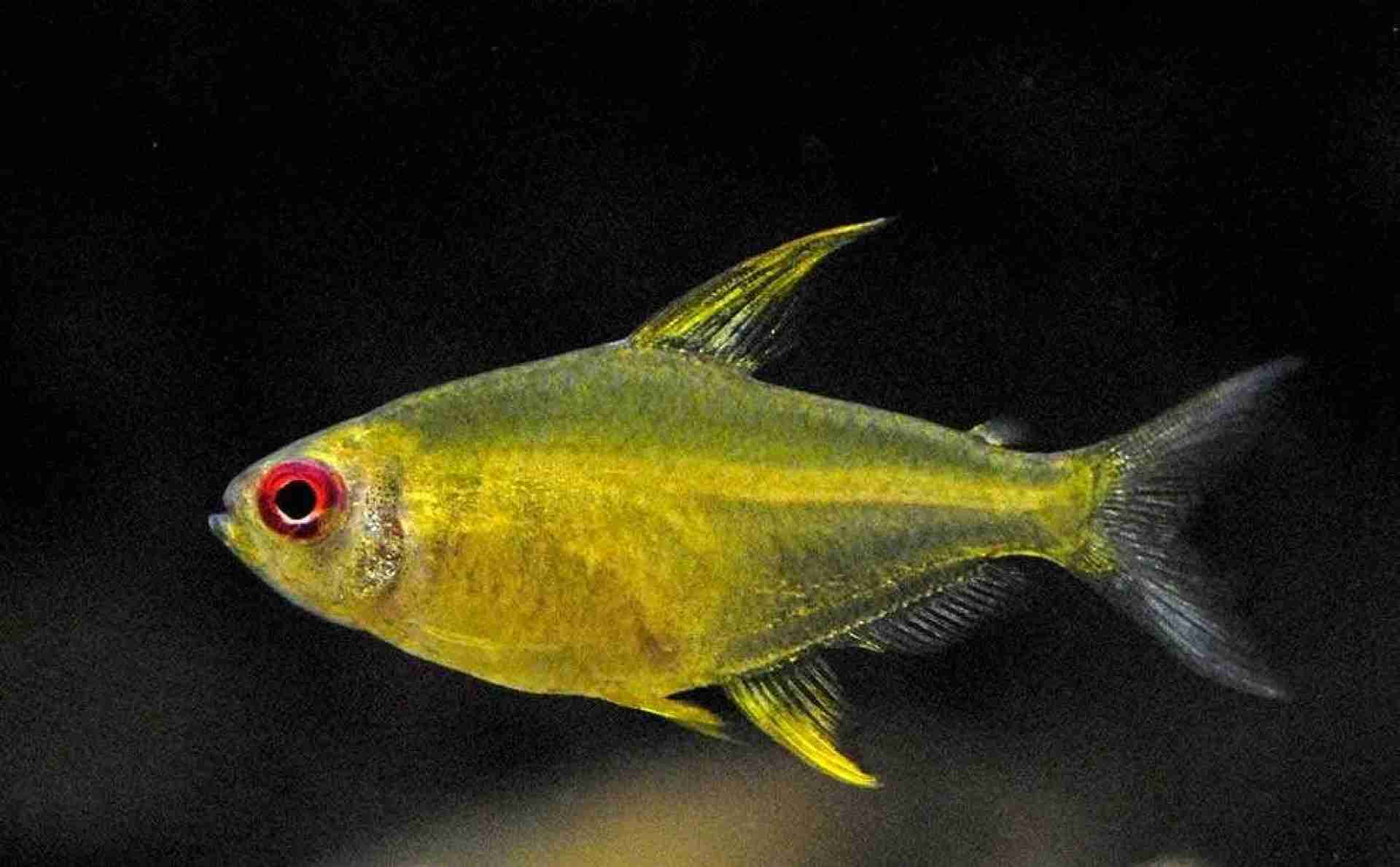 Bystrzyk pięknopłetwy, cytrynka. Cetarius