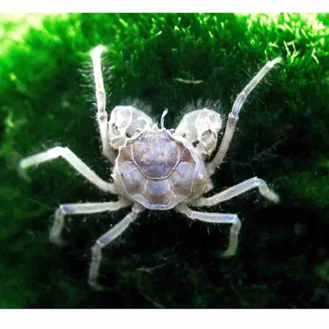 Krab micro ( Limnopilos Naiyanetri). Cetarius