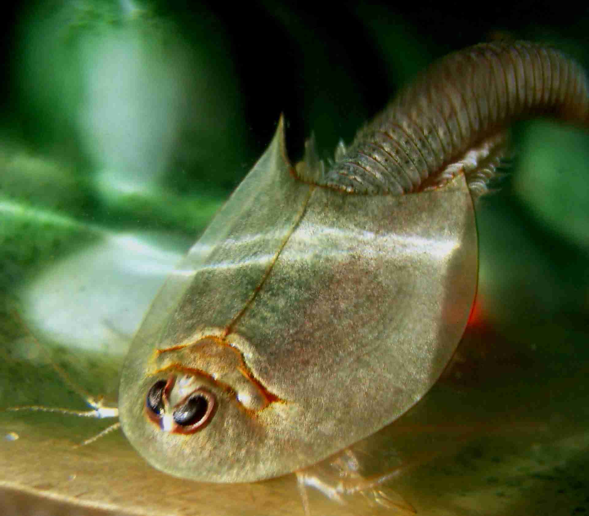 Przekopnica długowidełkowa (Triops longicaudatus) – 25 jaj