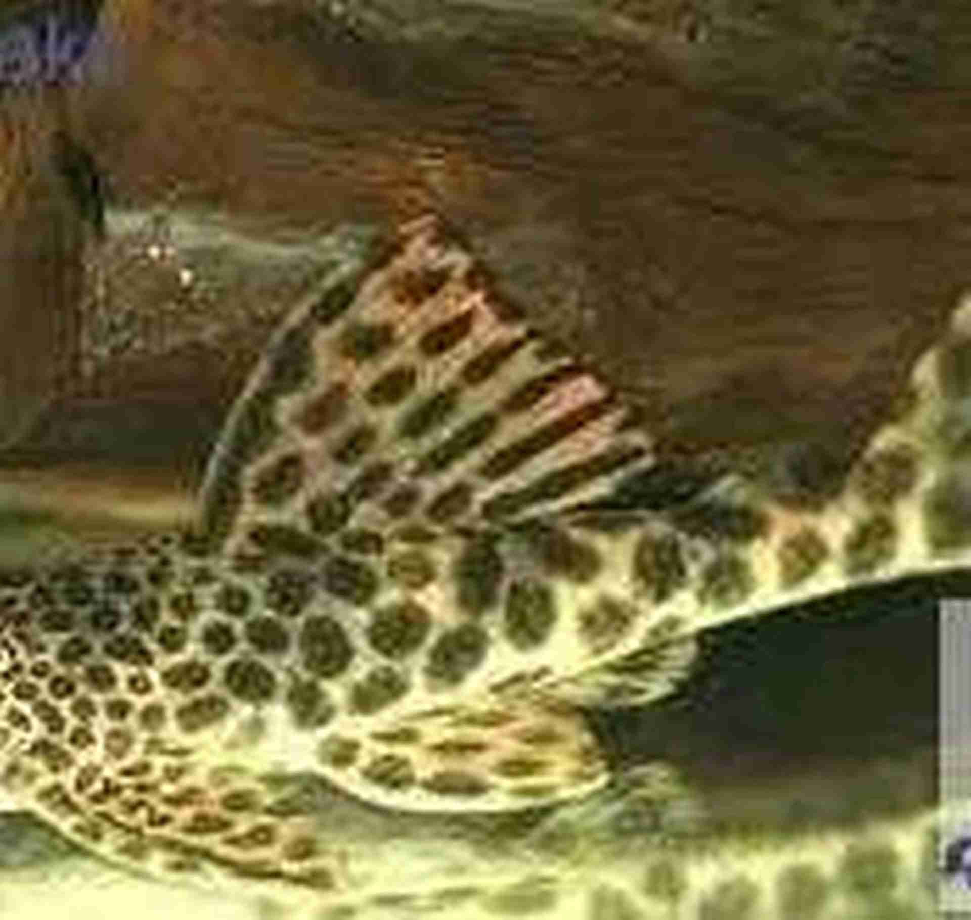 Zbrojnik L075 XL - glonojad Peckoltia sabaji. Cetarius