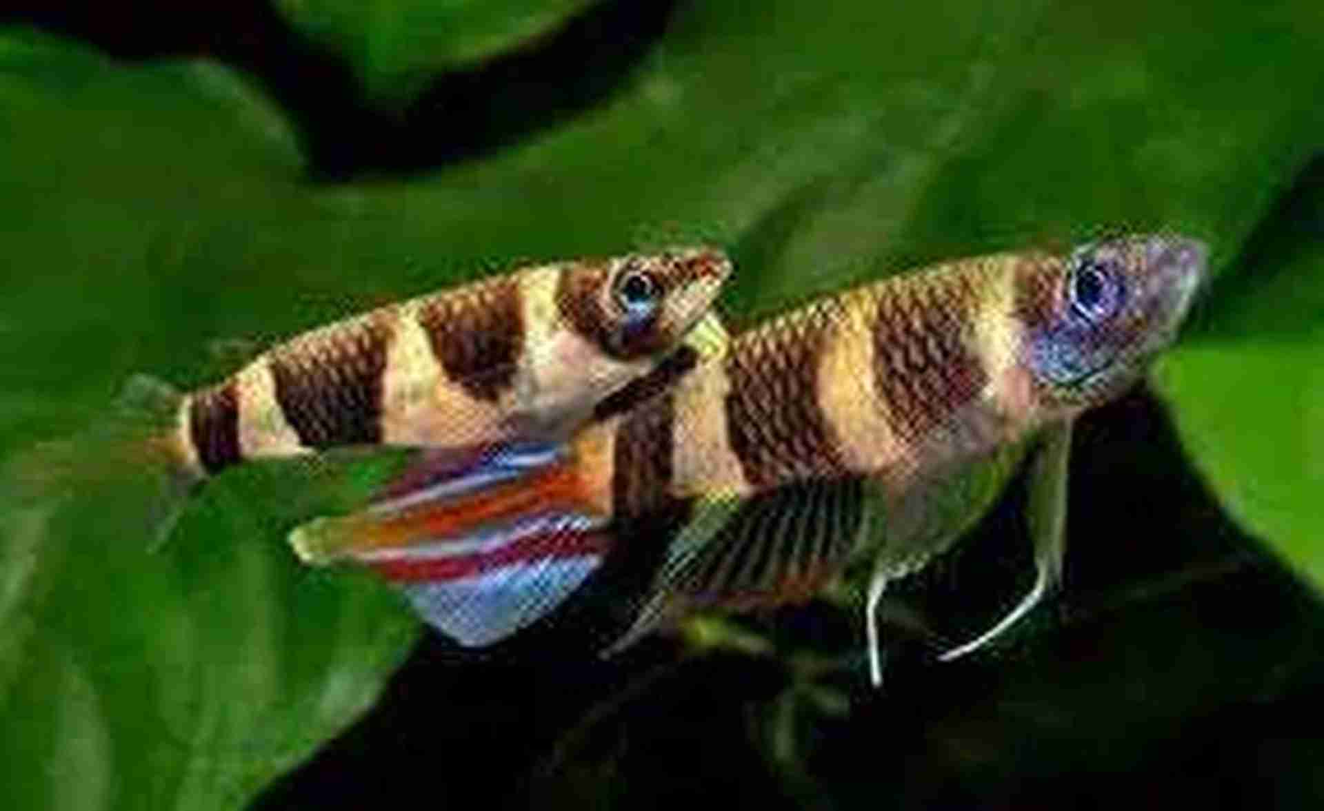 Szczupieńczyk karłowaty (Epiplatys annulatus). Cetarius