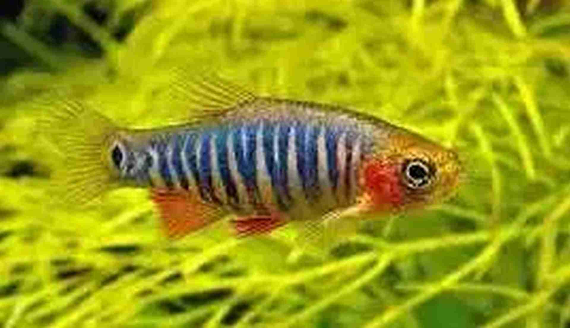 Danio erythromicron-Razbora erythromicron. Cetarius