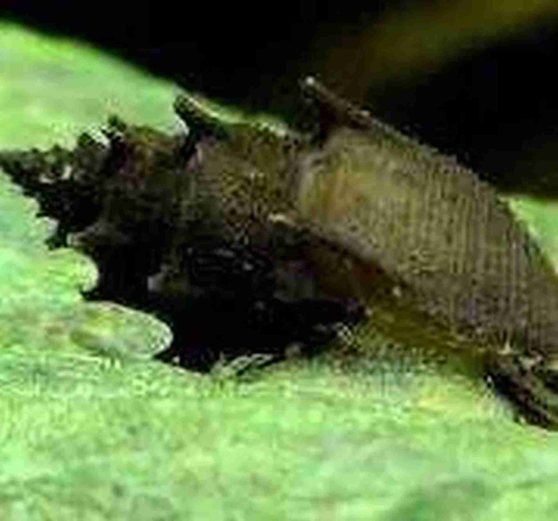 Ślimak Thiara scabra Torpedo (Mieniplotia scabra). Cetarius