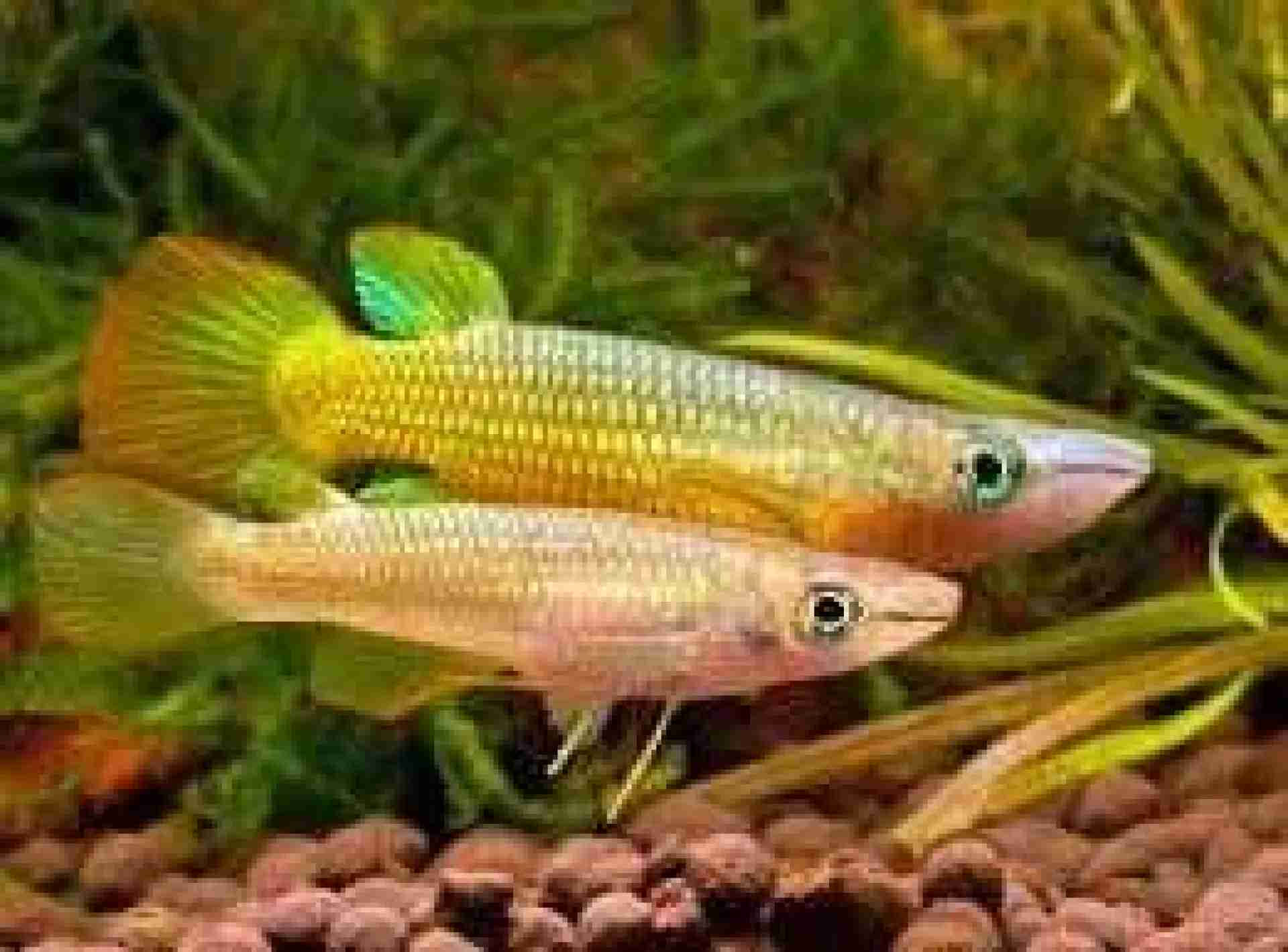 Szczupieńczyk złoty - Aplocheilus lineatus gold. Cetarius