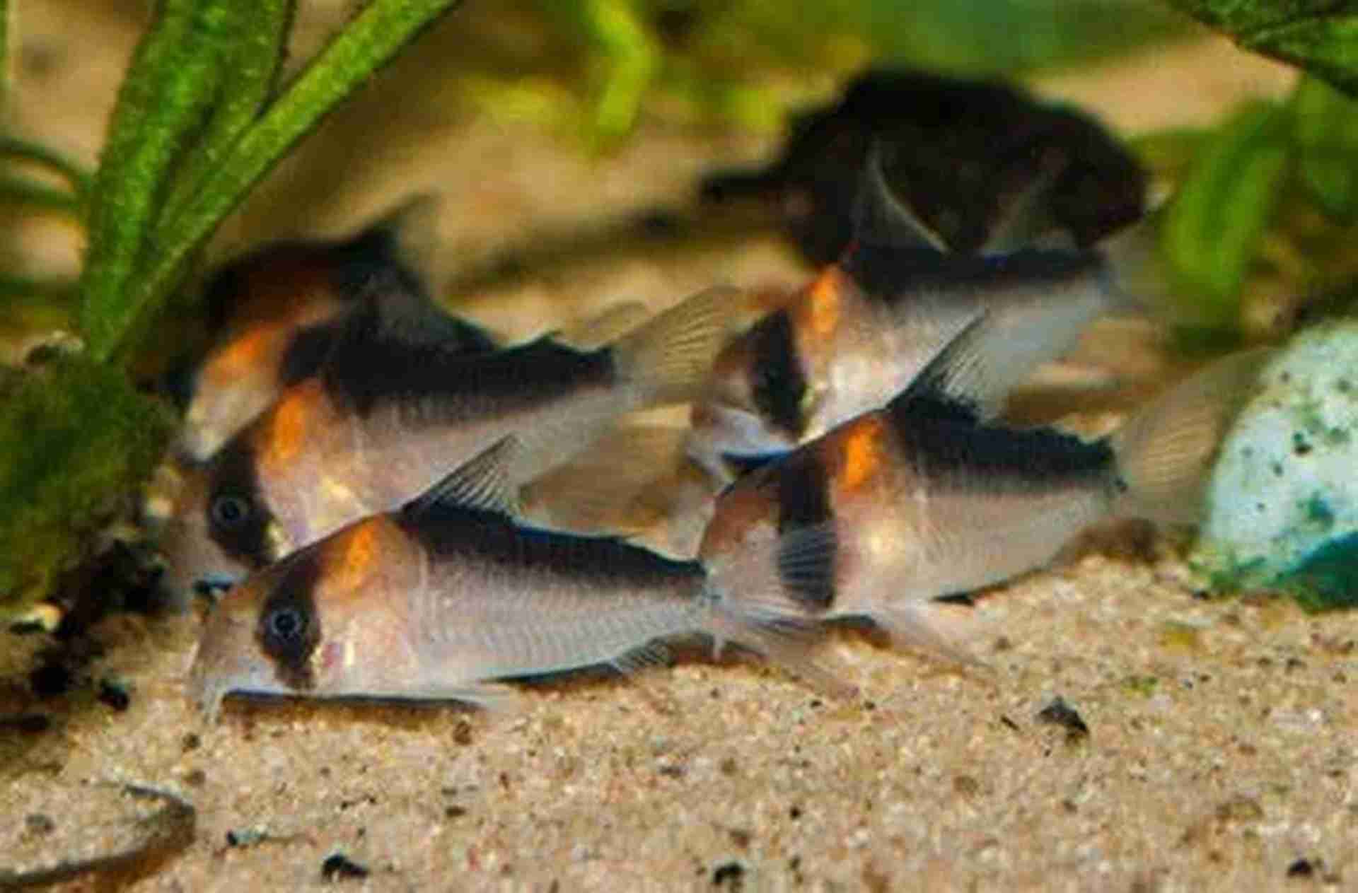 Corydoras adolfoi, Kirysek Adolfa. Cetarius