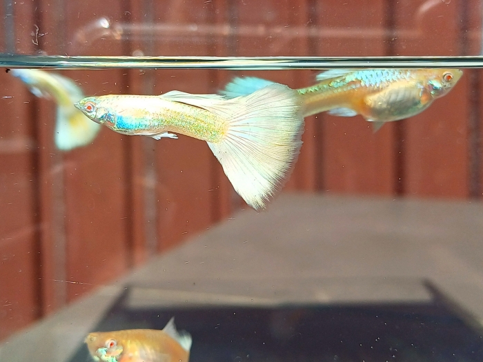 Gupik Albino White Platinum
