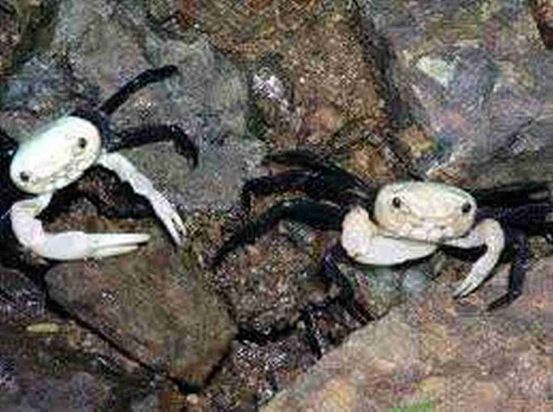 Krab panda (Lepidothelphusa cognetti). Cetarius