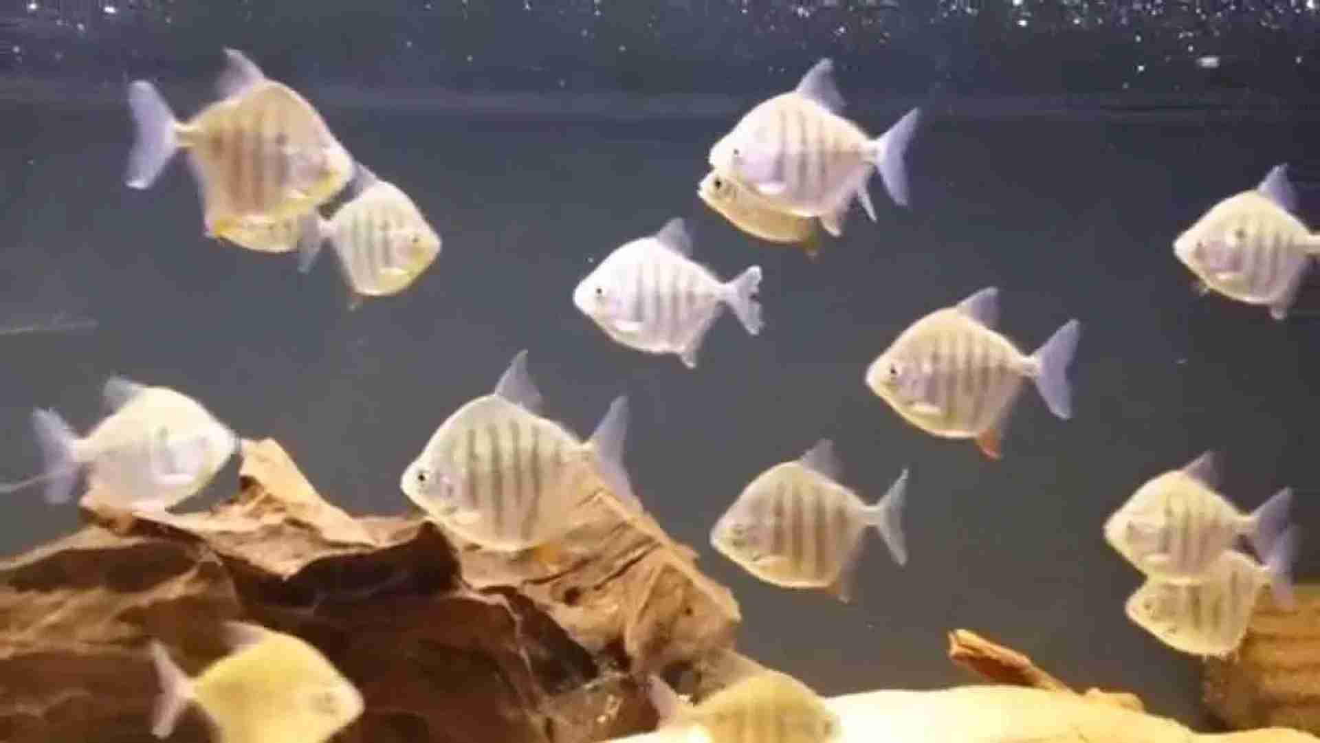 Metynnis hypsauchen fasciatus (Metynnis Rayé). Cetarius