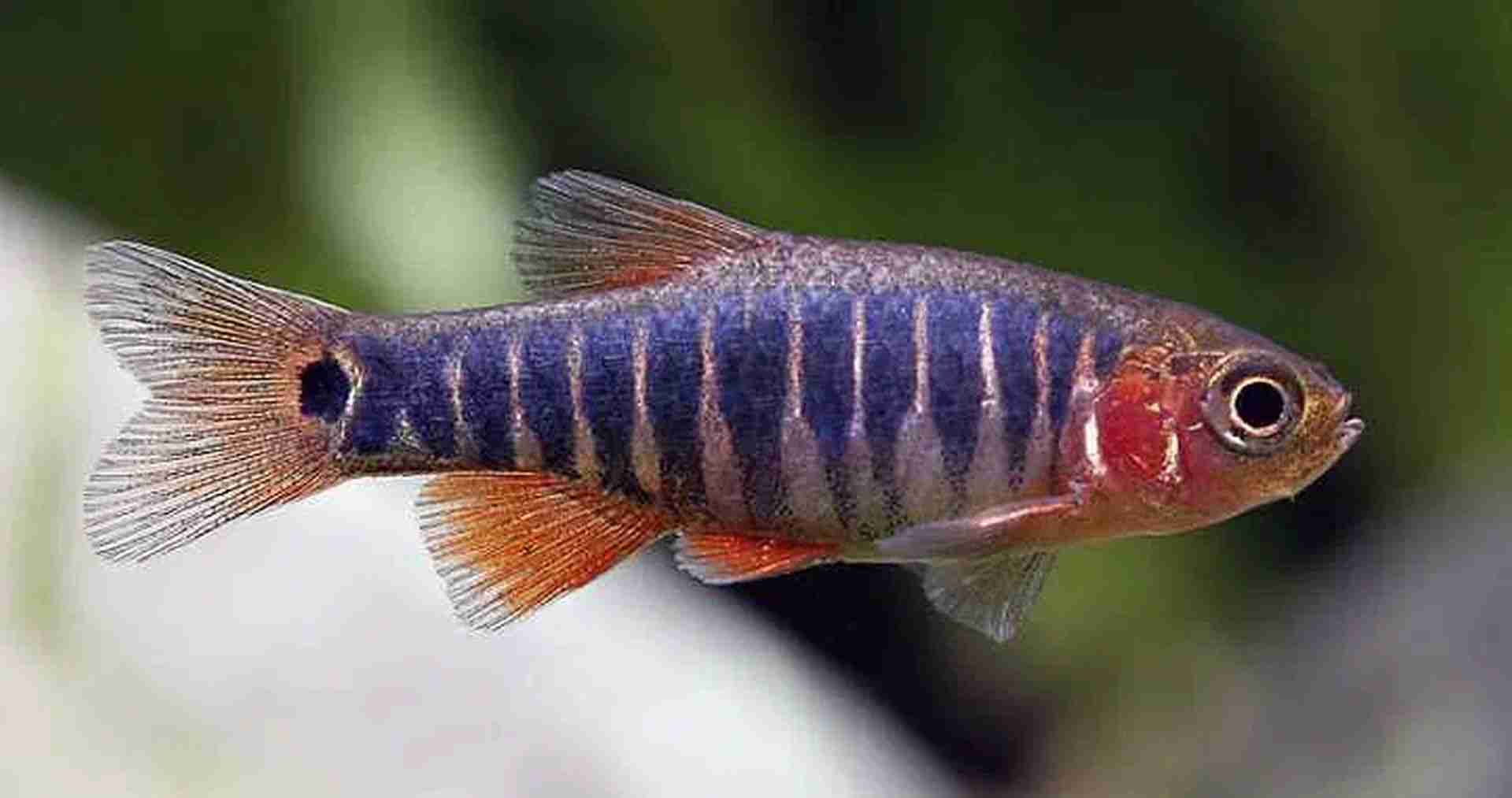 Razbora erythromicron - Danio erythromicron
