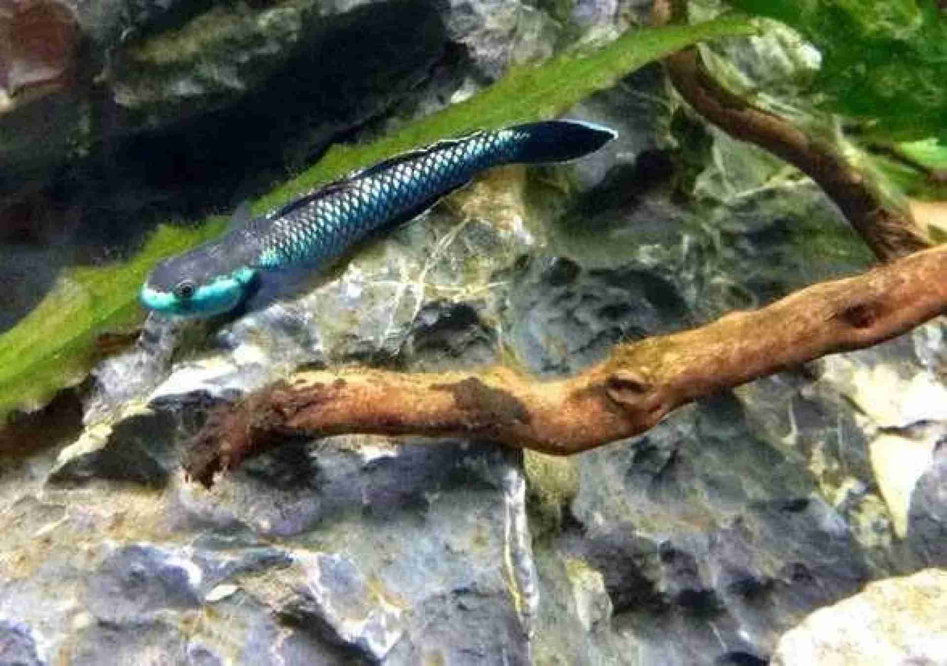 Babka stiphodon atropurpureus blue. Cetarius