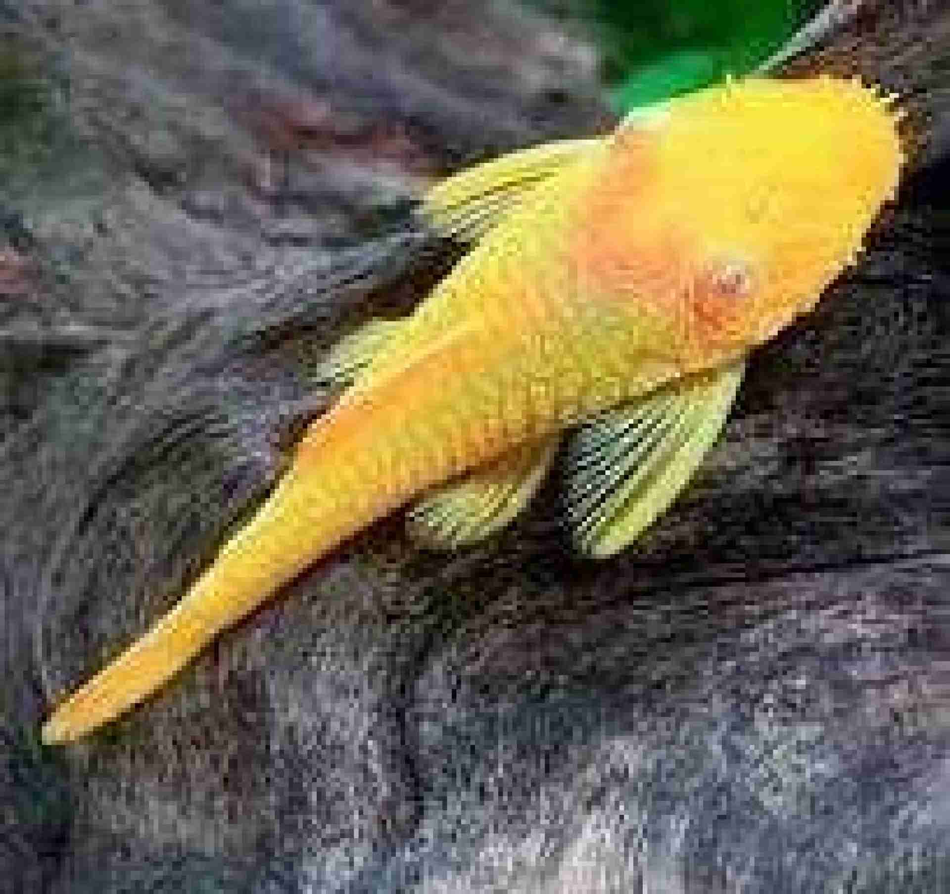 Zbrojnik albinos, glonojad, ancistrus. Cetarius