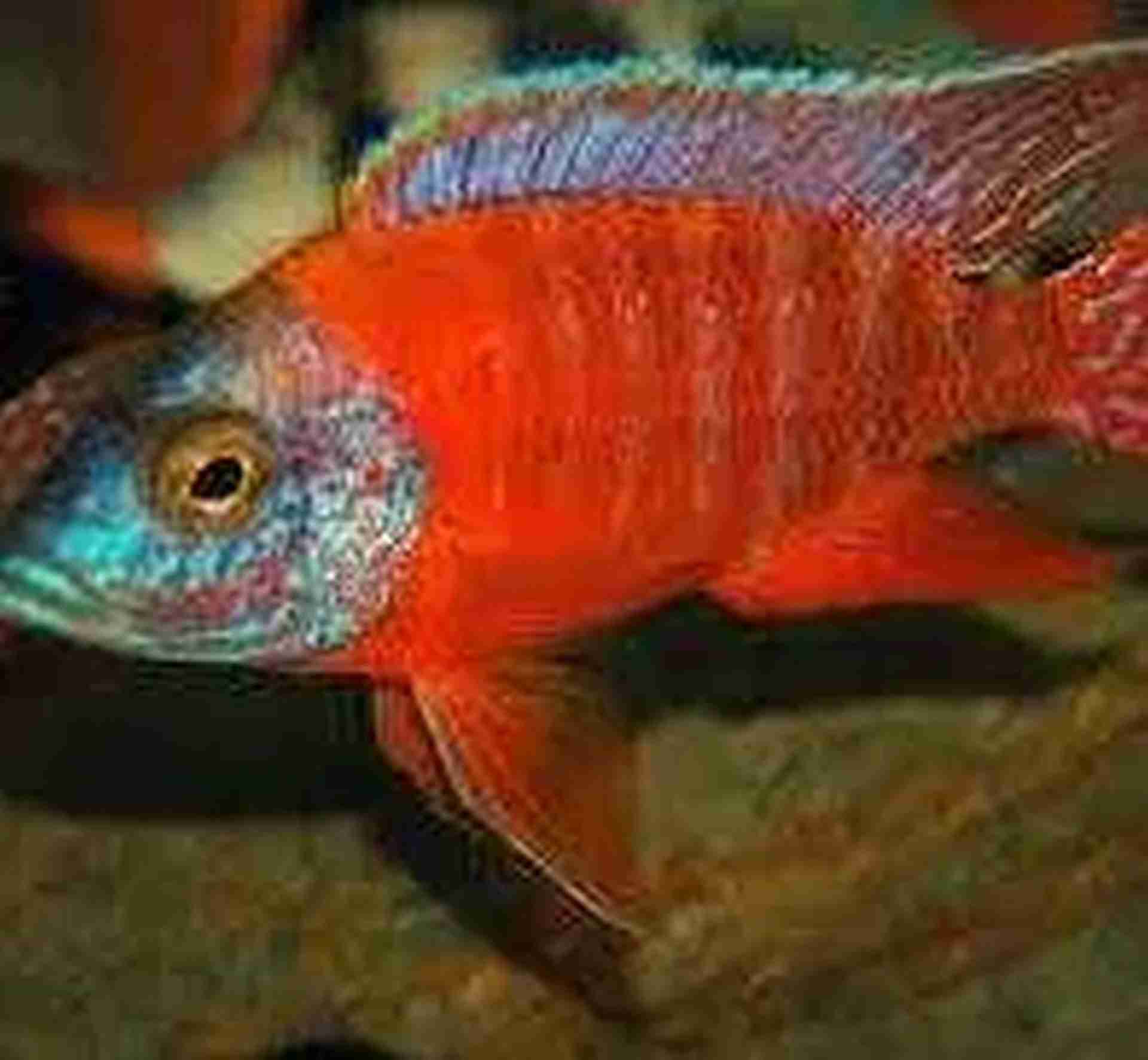 Aulonocara sp. „Red Rubin" XL. Cetarius