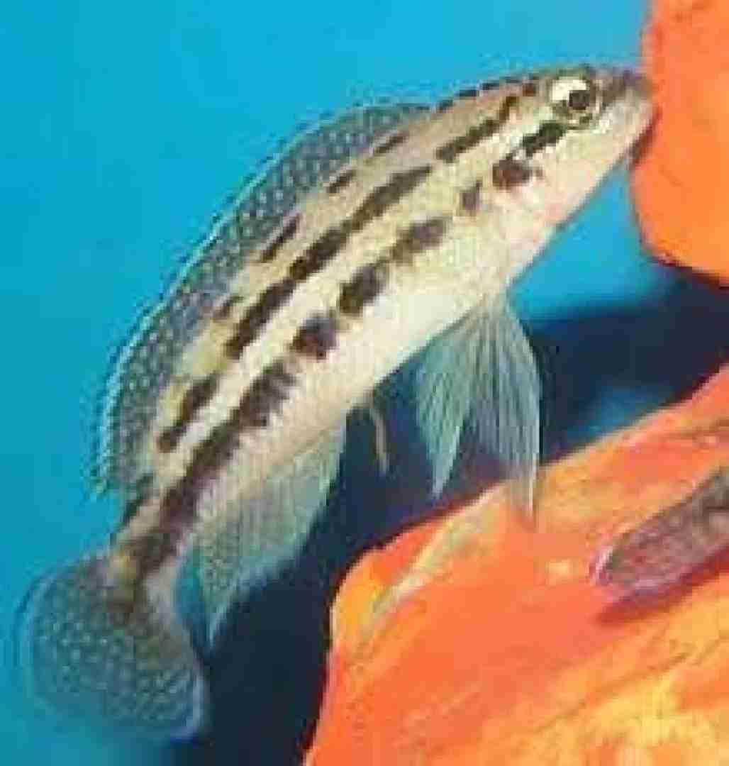 Naskalnik dickfelda (Julidochromis dickfeldi). Cetarius