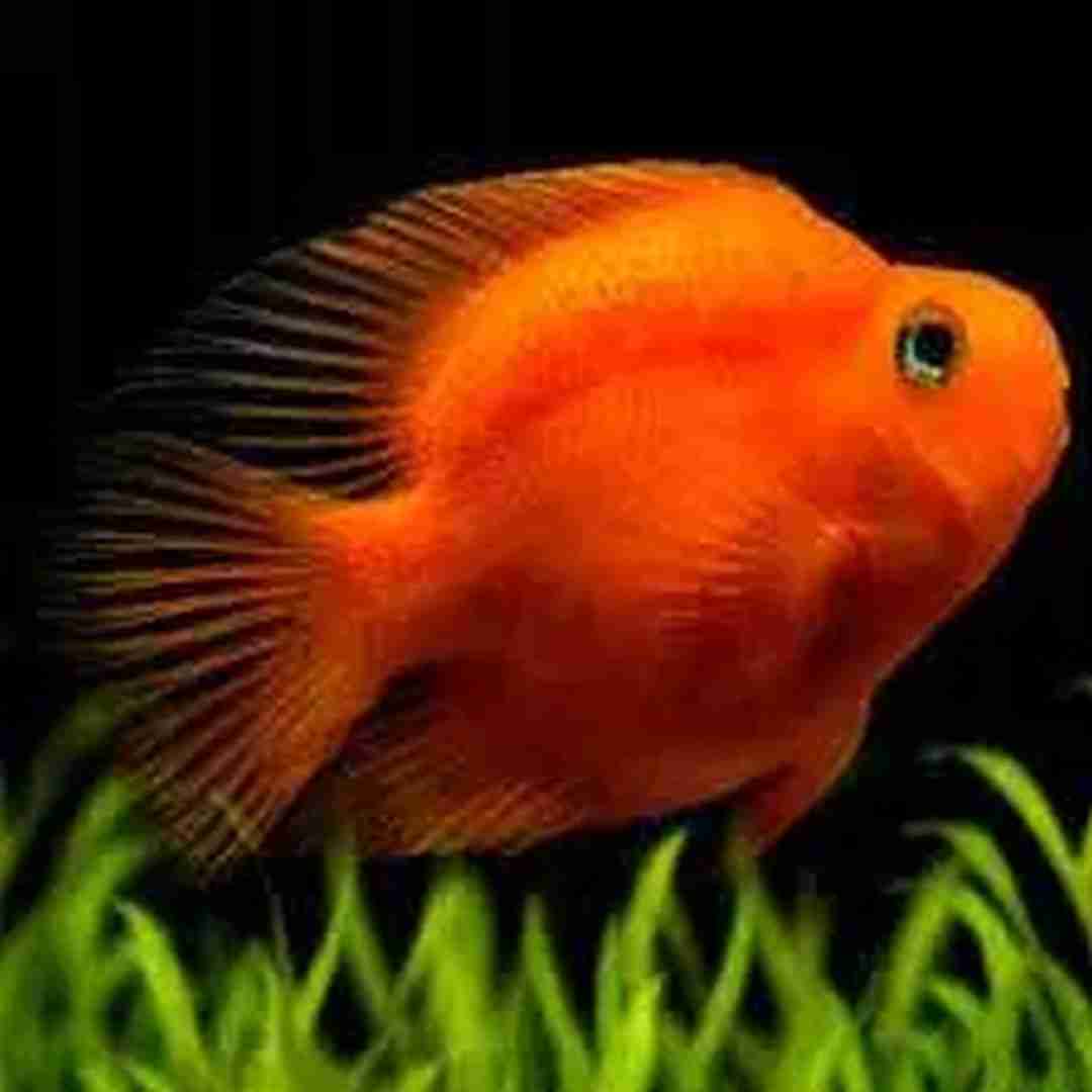 Pielęgnica Papuzia Czerwona XL - Blood Parrot Cichlid. Cetarius