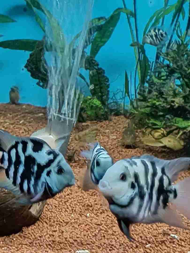 Pielęgnica Papuzia Blue Tiger Zebra. Cetarius