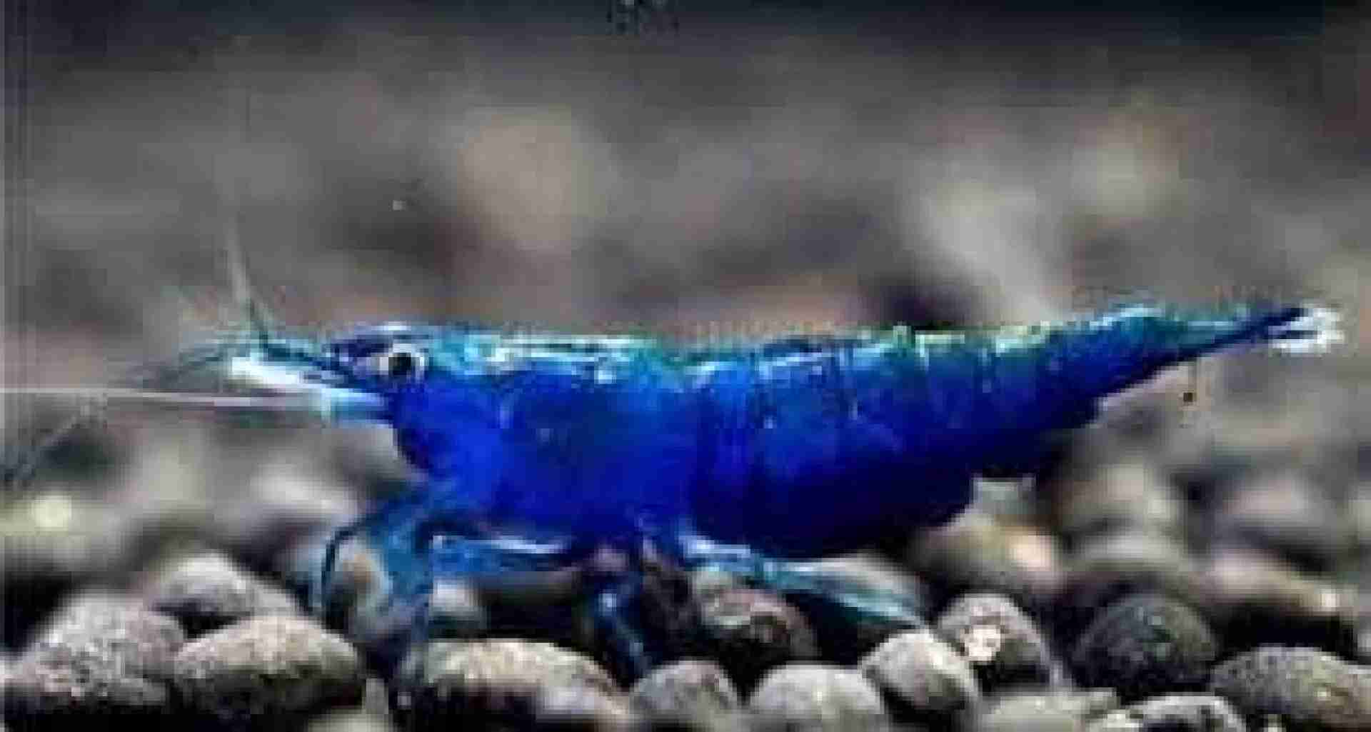 Krewetka Blue Velvet. Cetarius