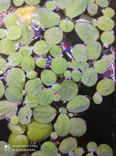 Pistia stratiotes (pistia rozetkowa)