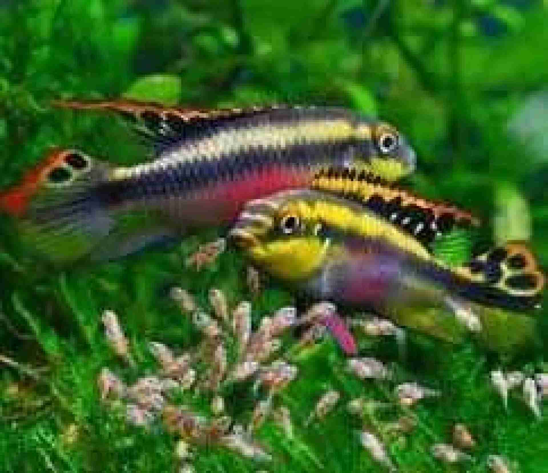 Rainbow kribs (Barwniak czerwonobrzuchy) (Pelvicachromis pulcher). Cetarius