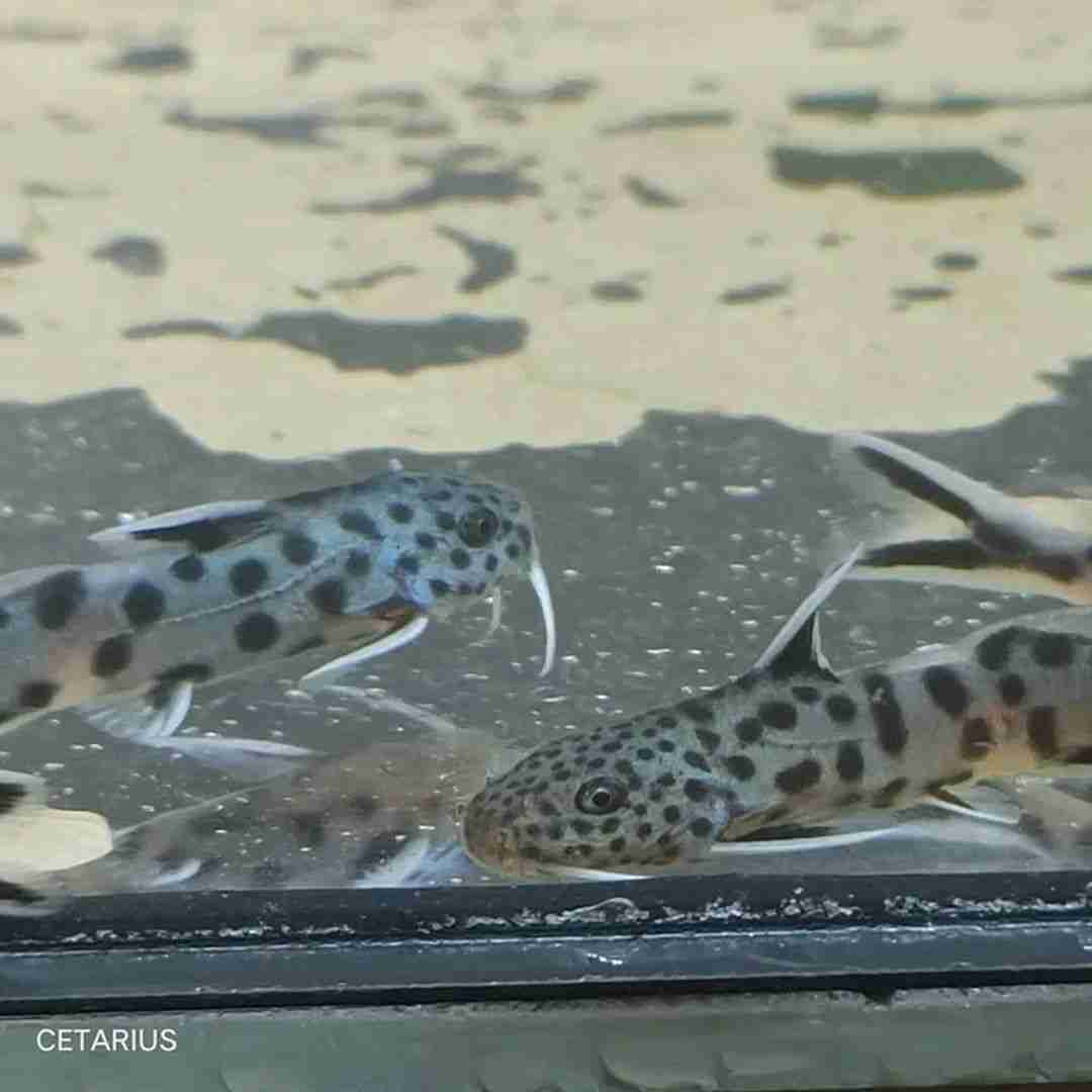 Giętkoząb czarnopłetwy (Synodontis petricola). Cetarius