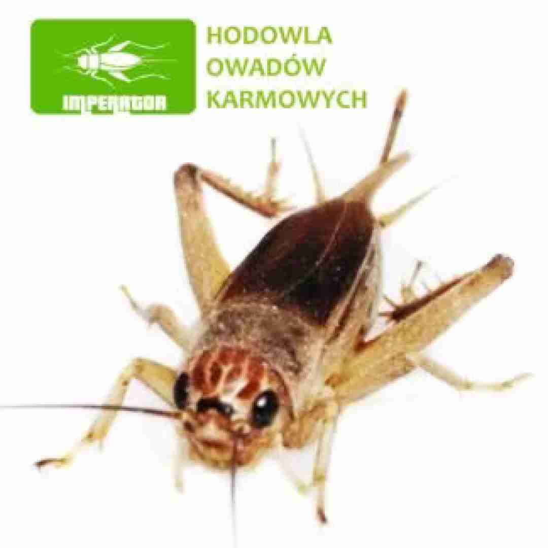 Świerszcze kubańskie ( 0,5 – 1 cm ) małe 100 szt.