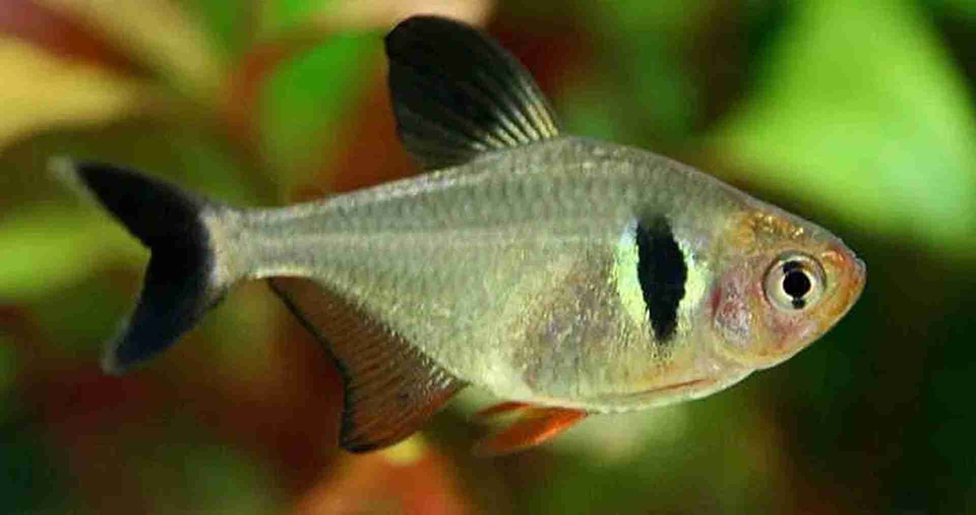 Fantom czarny, Barwieniec czarny (Hyphessobrycon megalopterus). Cetarius