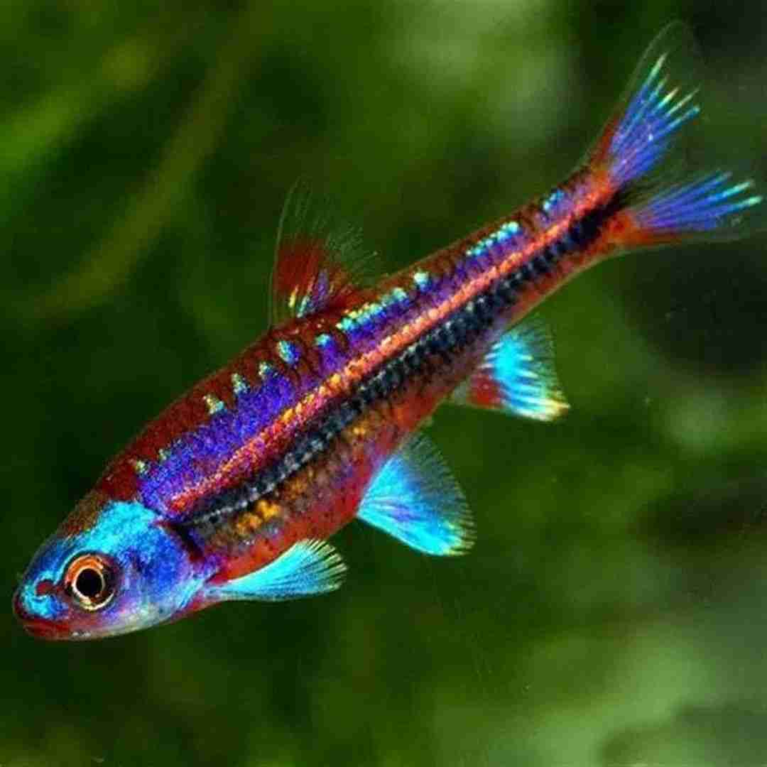 Błyszczek Tęczowy - Rainbow shiner (Notropis chrosomus). Cetarius