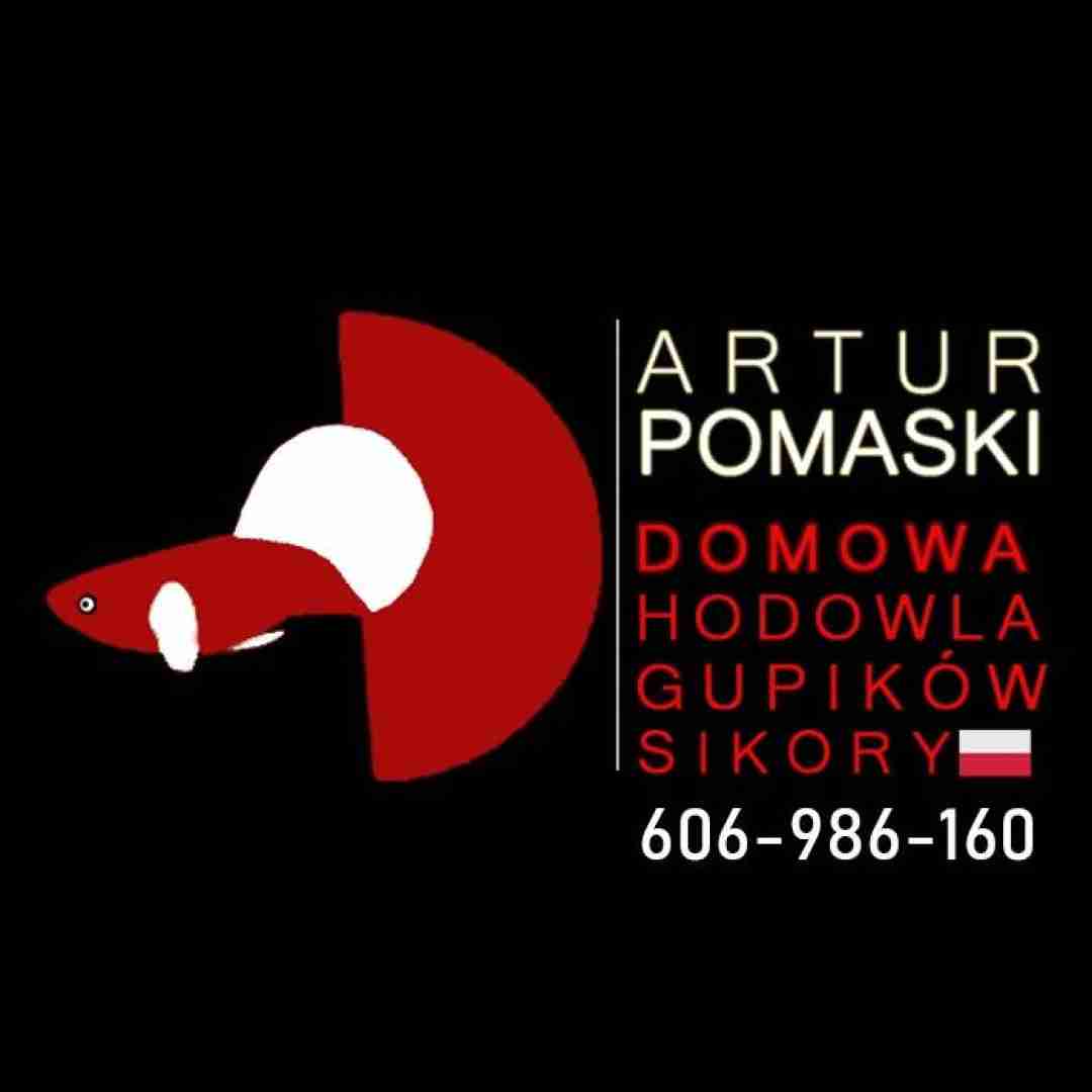 Gupikowy Zakątek - Artur Pomaski