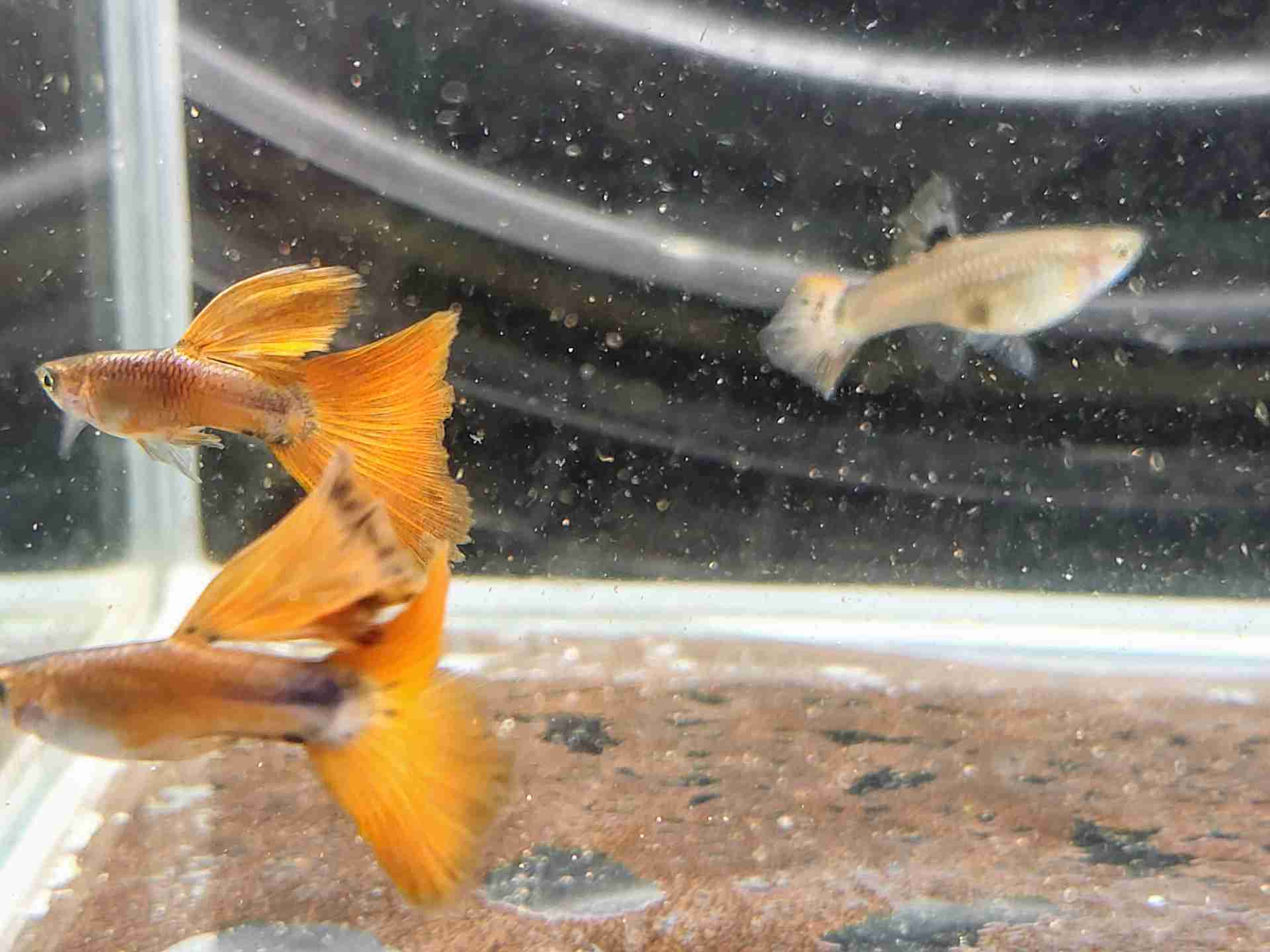 Gupik gupiki Red Tiger King